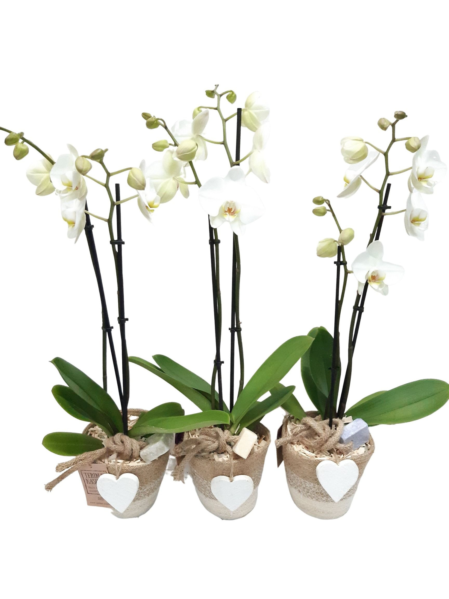 JMW14PHHAC Phal 2t Wit in Jute mand wit + Aromablock, D 13