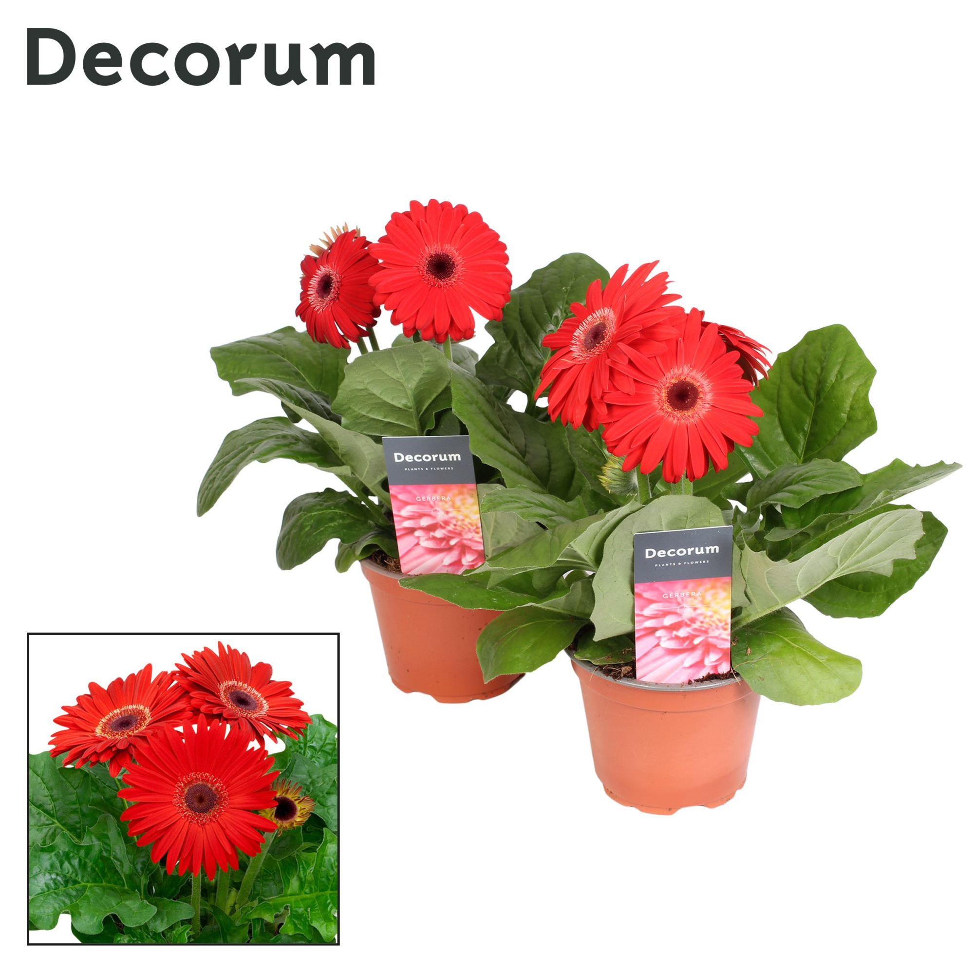 Gerbera 2+ bl. 12cm rood in hoes (diverse kleurtinten) Decorum, D 12