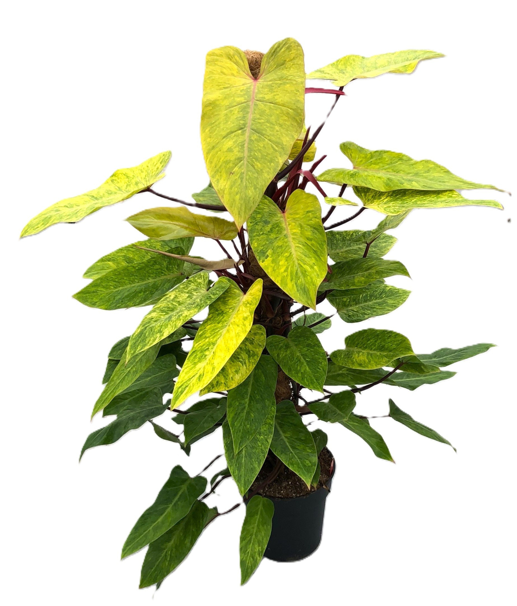 Philodendron 'Painted Lady' p24 mosstok 120cm, D 24