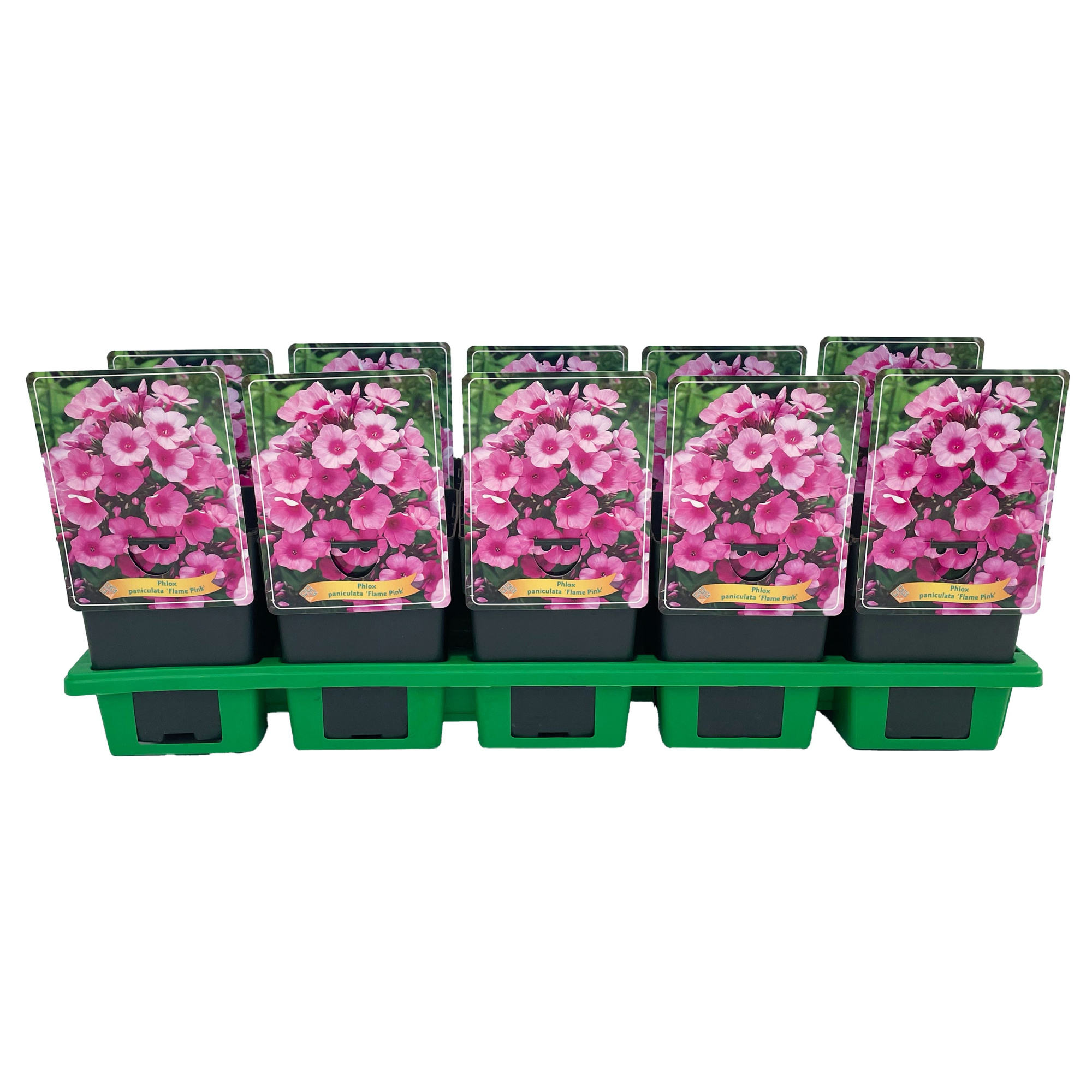 Phlox paniculata 'Flame Pink' P11, D 11