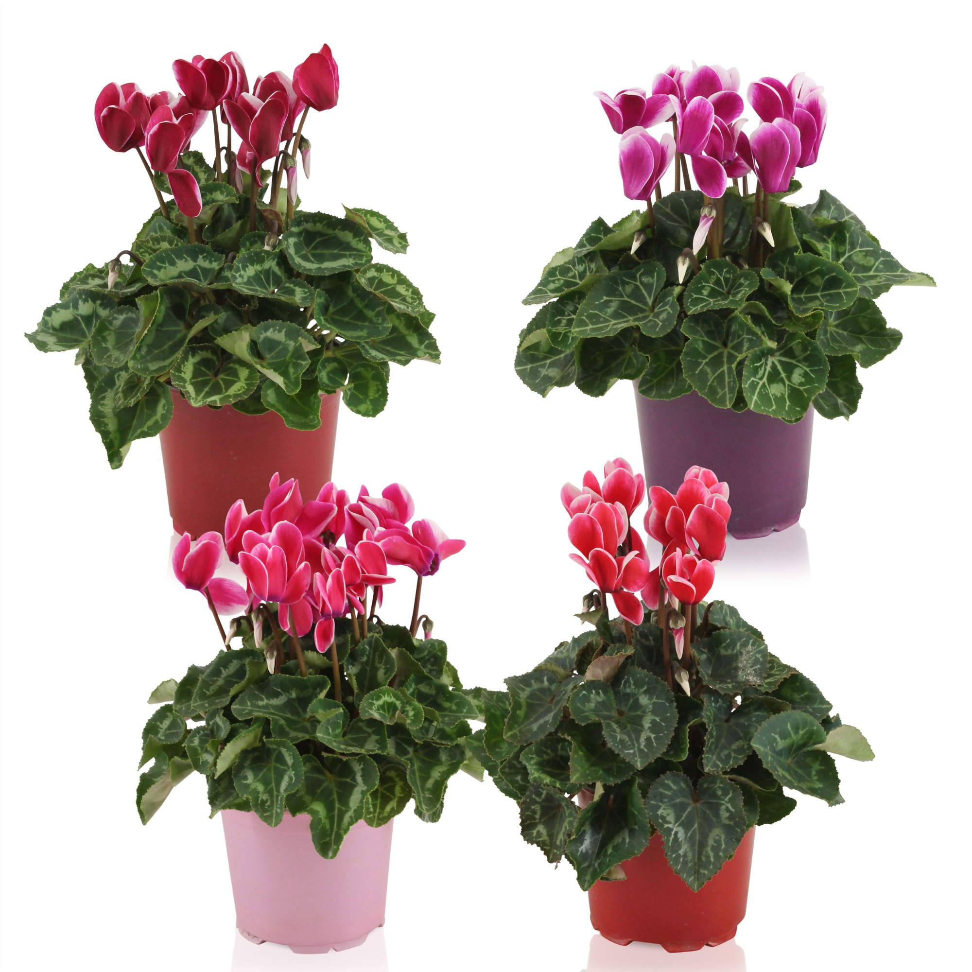 Cyclamen Super Serie Allure Fuji mix, D 12