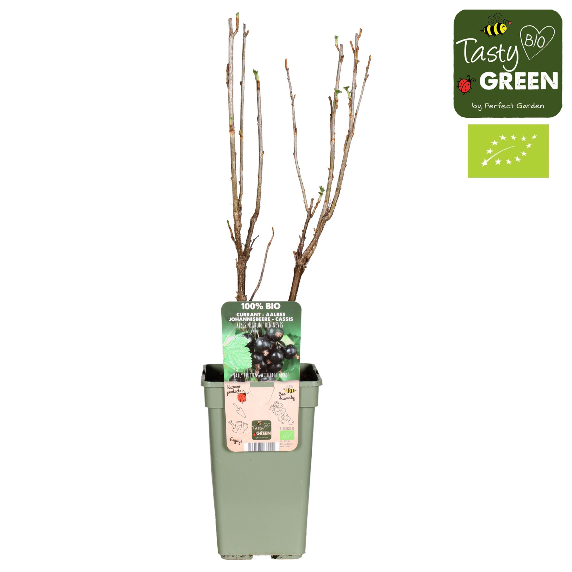 Ribes nigrum Ben Nevis Bio P19, D 19