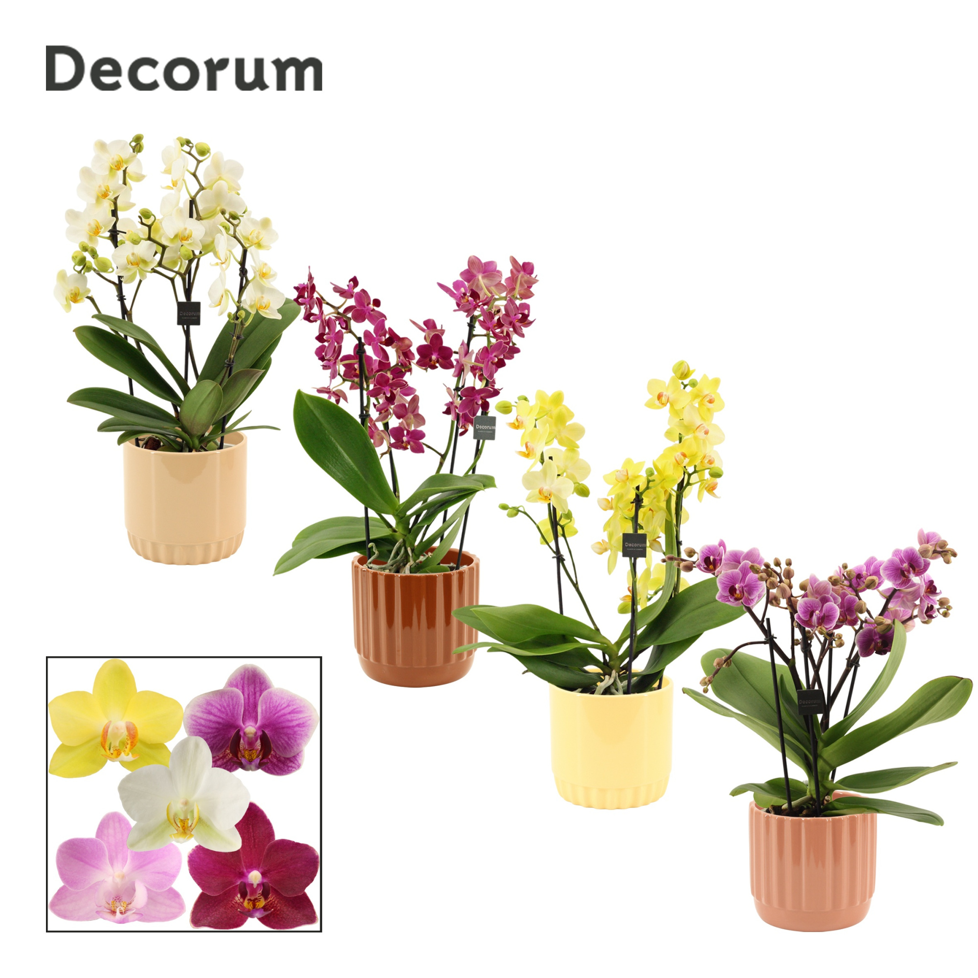 Phalaenopsis dazzling melange 3-4 tak in Liam (Coffee blend-coll, D 12