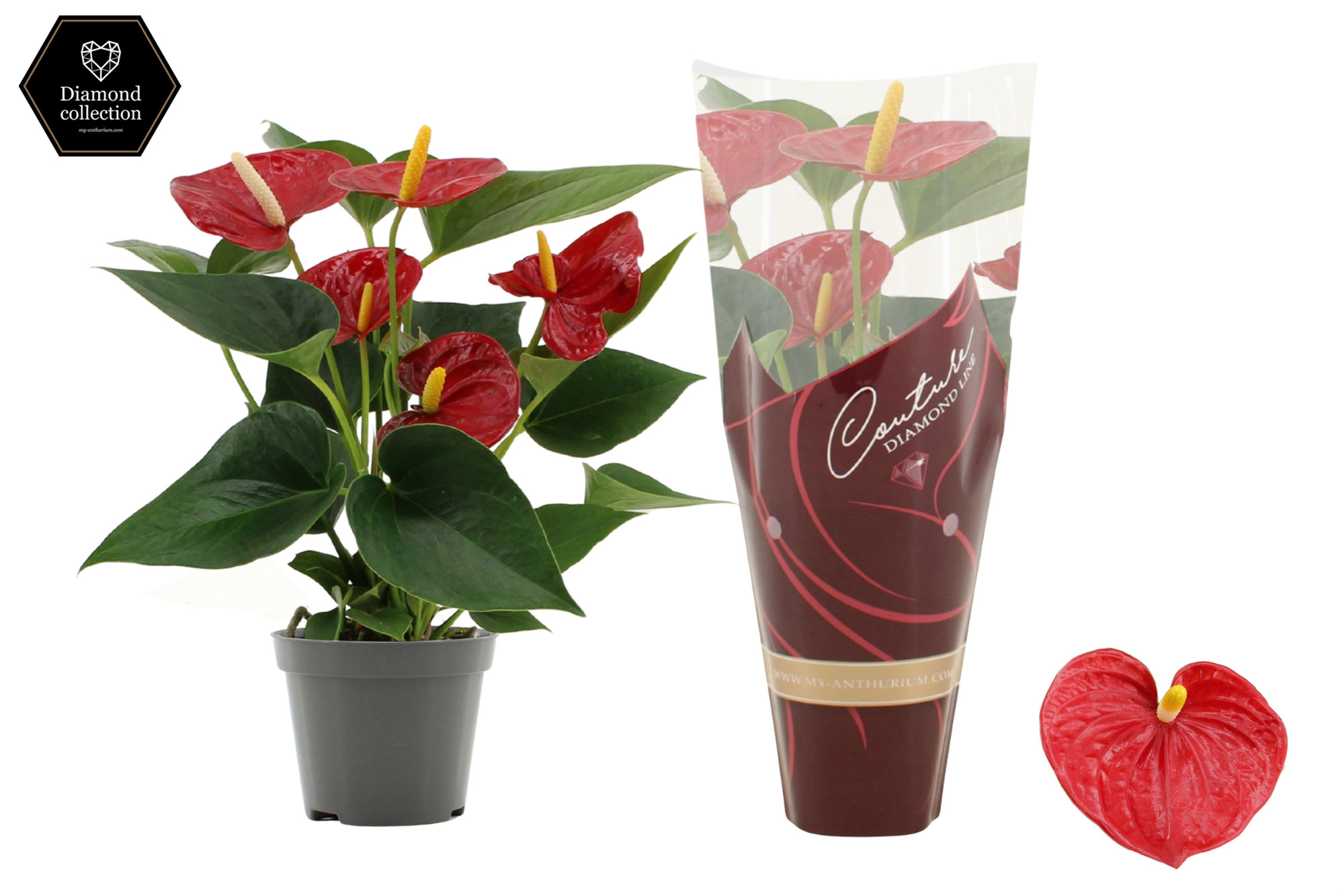 Anthurium 9 cm Diamond Red in Couture Diamond Line Purple sleeve, D 9