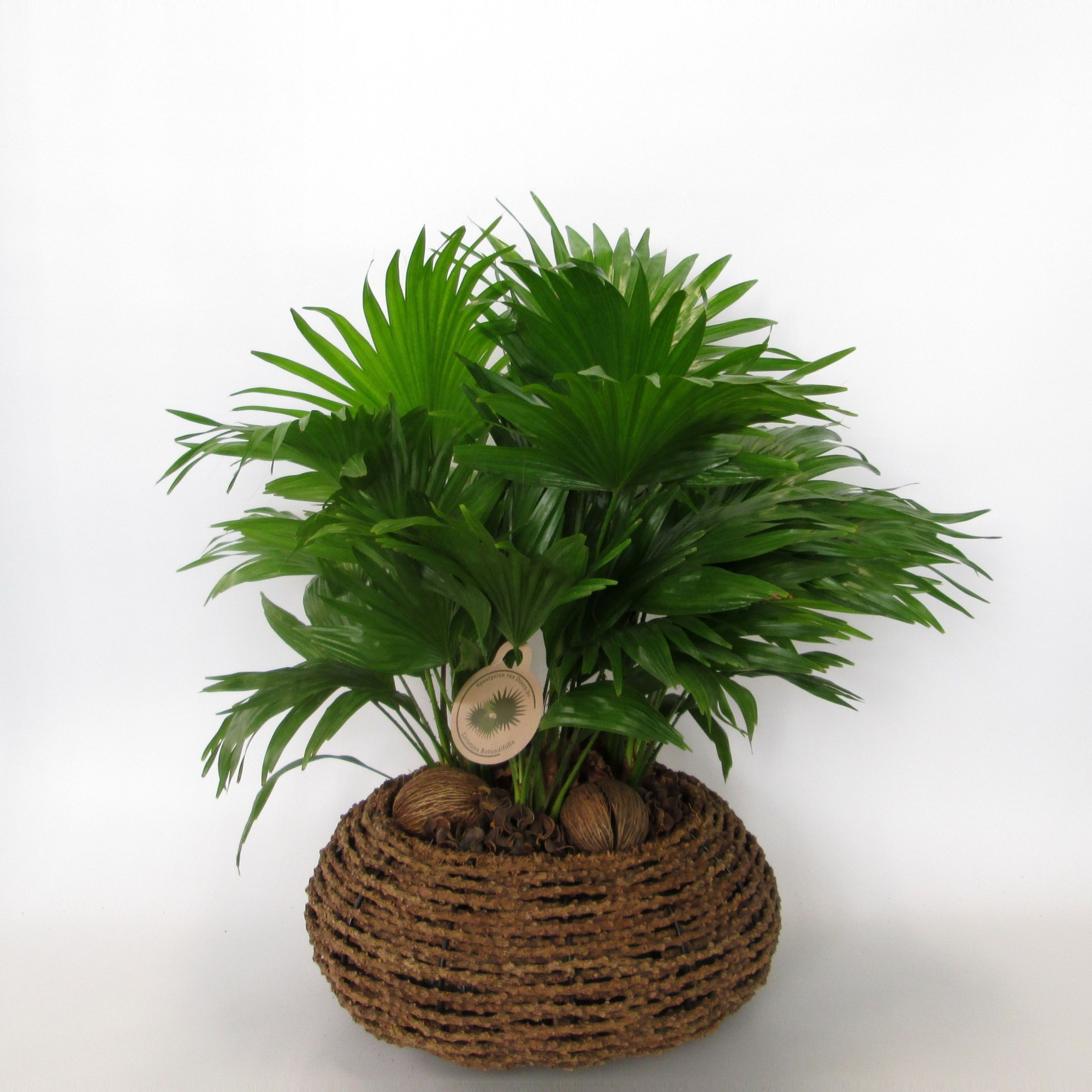 Livistona rotundifolia, D 40