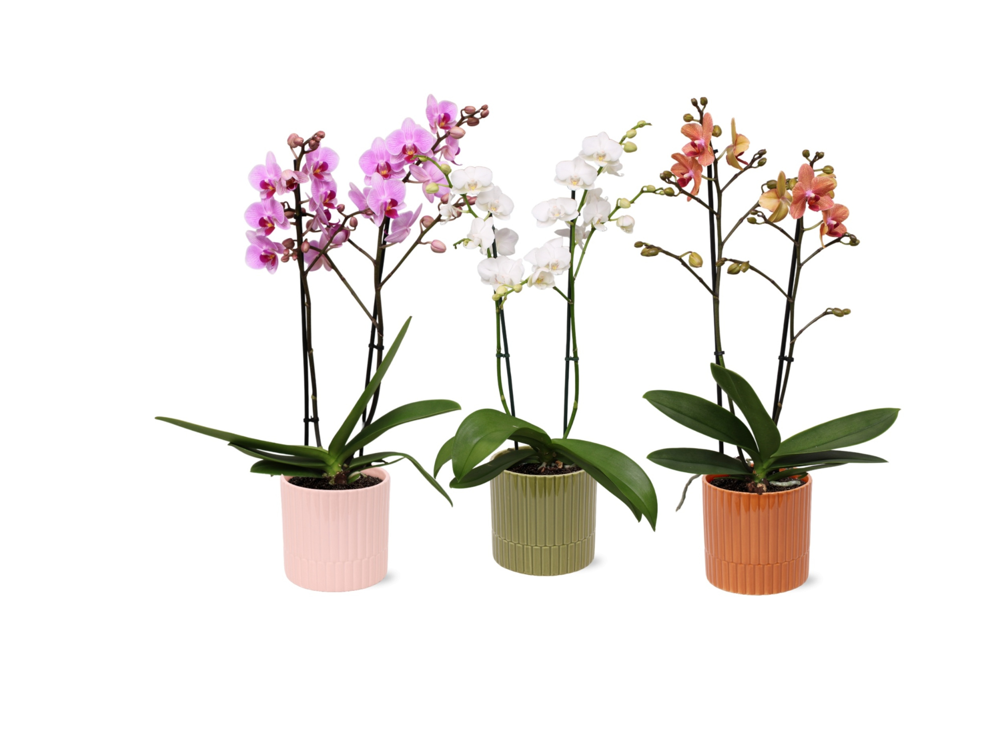 Phal. Multiflora 2-tak mix in keramiek BGC056, D 12