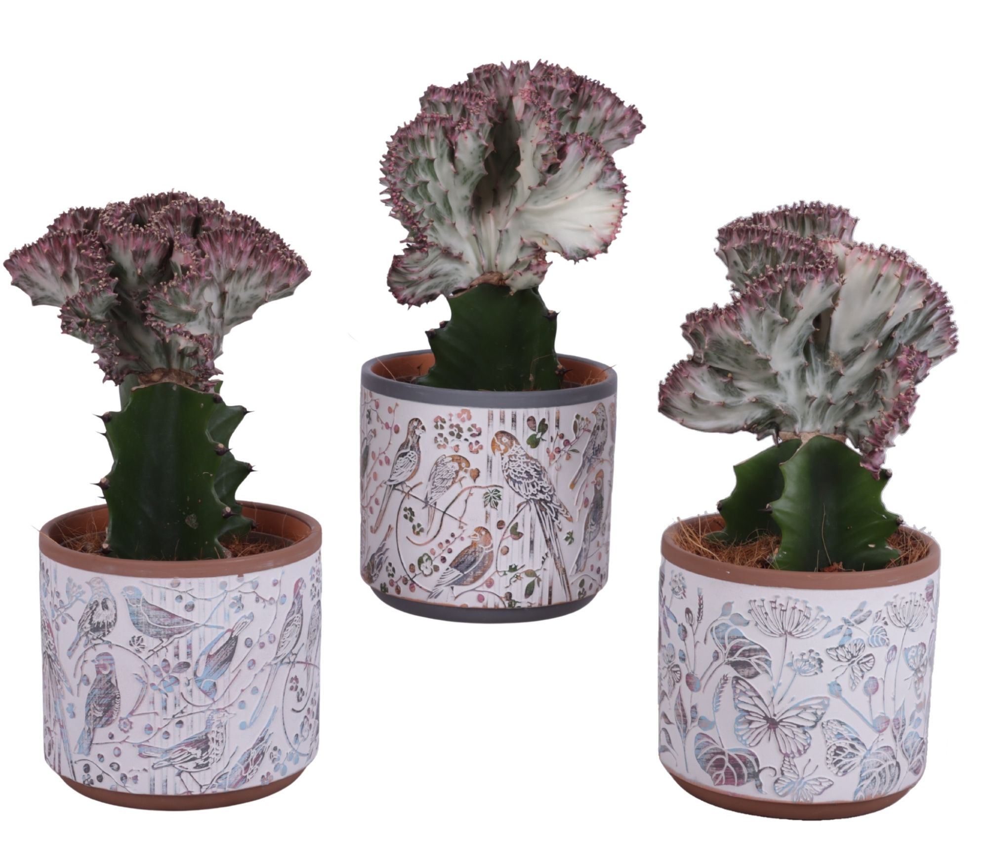 Euphorbia Lactea Ø12cm in Ø14cm Ceramic Pot Forest, D 14