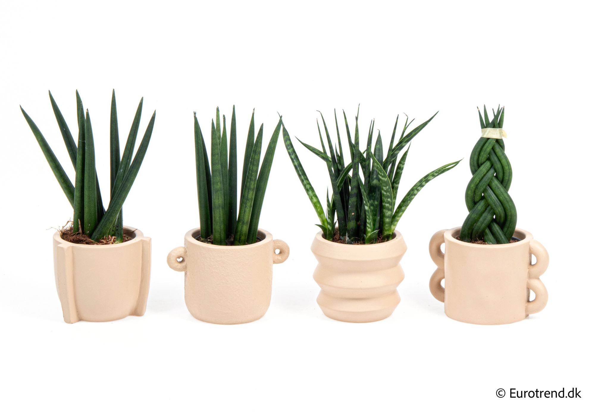 Sanseveria mix in New Look ceramic 2026, D 6
