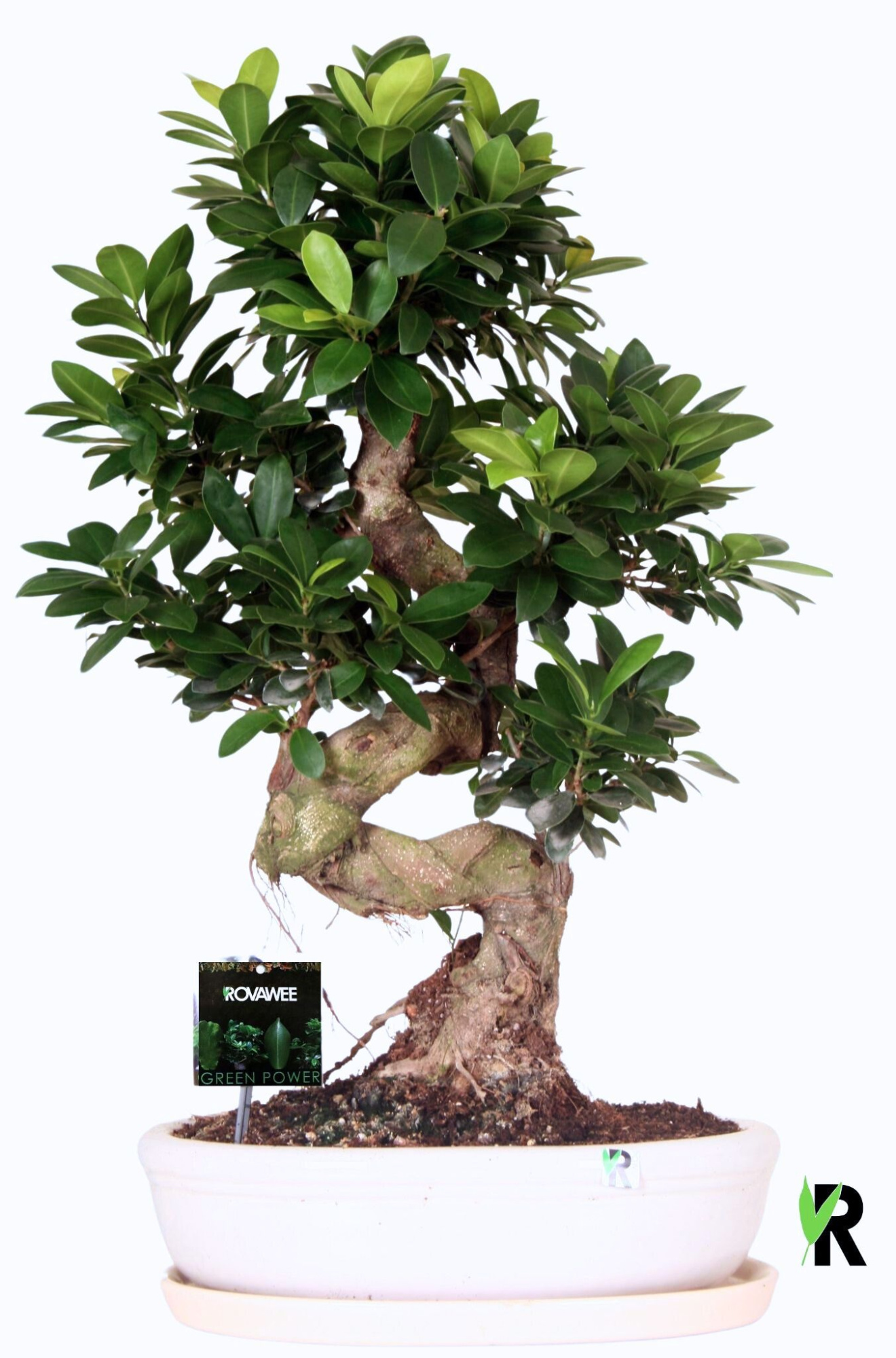 Ficus micr. S-type in keram. ovale schaal met schotel wit, D 35