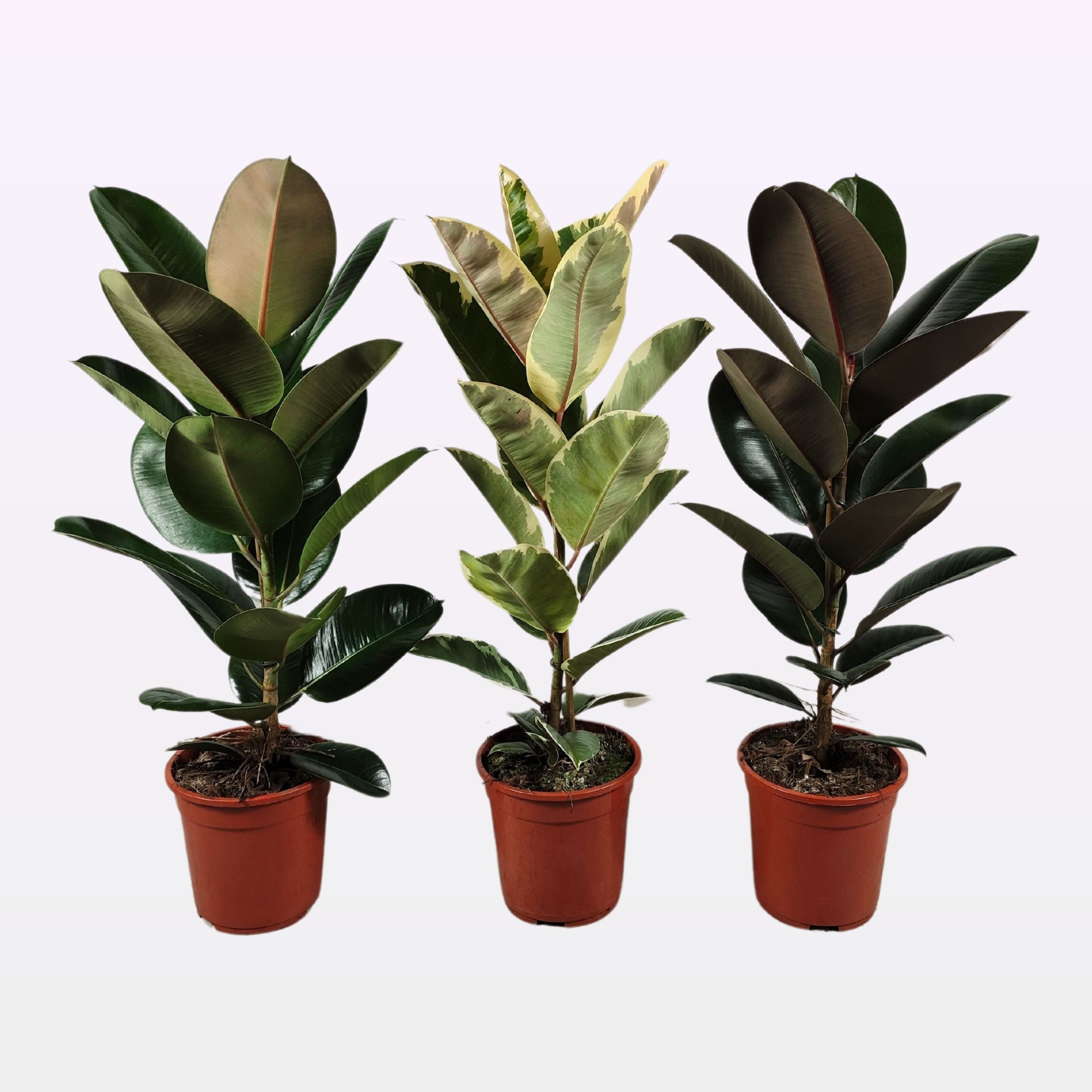 Ficus elastica MIX P21 3 soorten 100cm, D 21