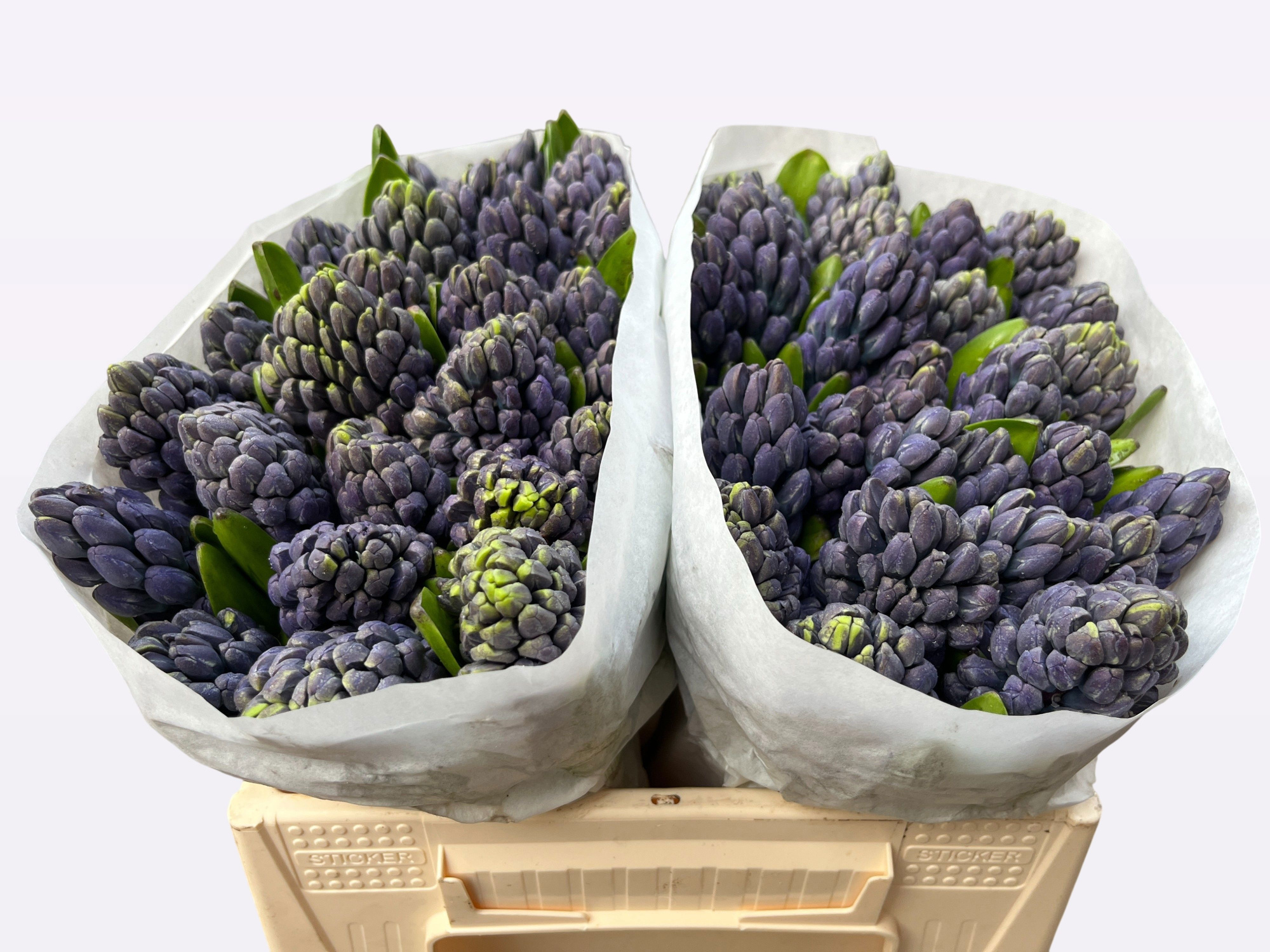 Гиацинт Делфт Блю (син.), шт.