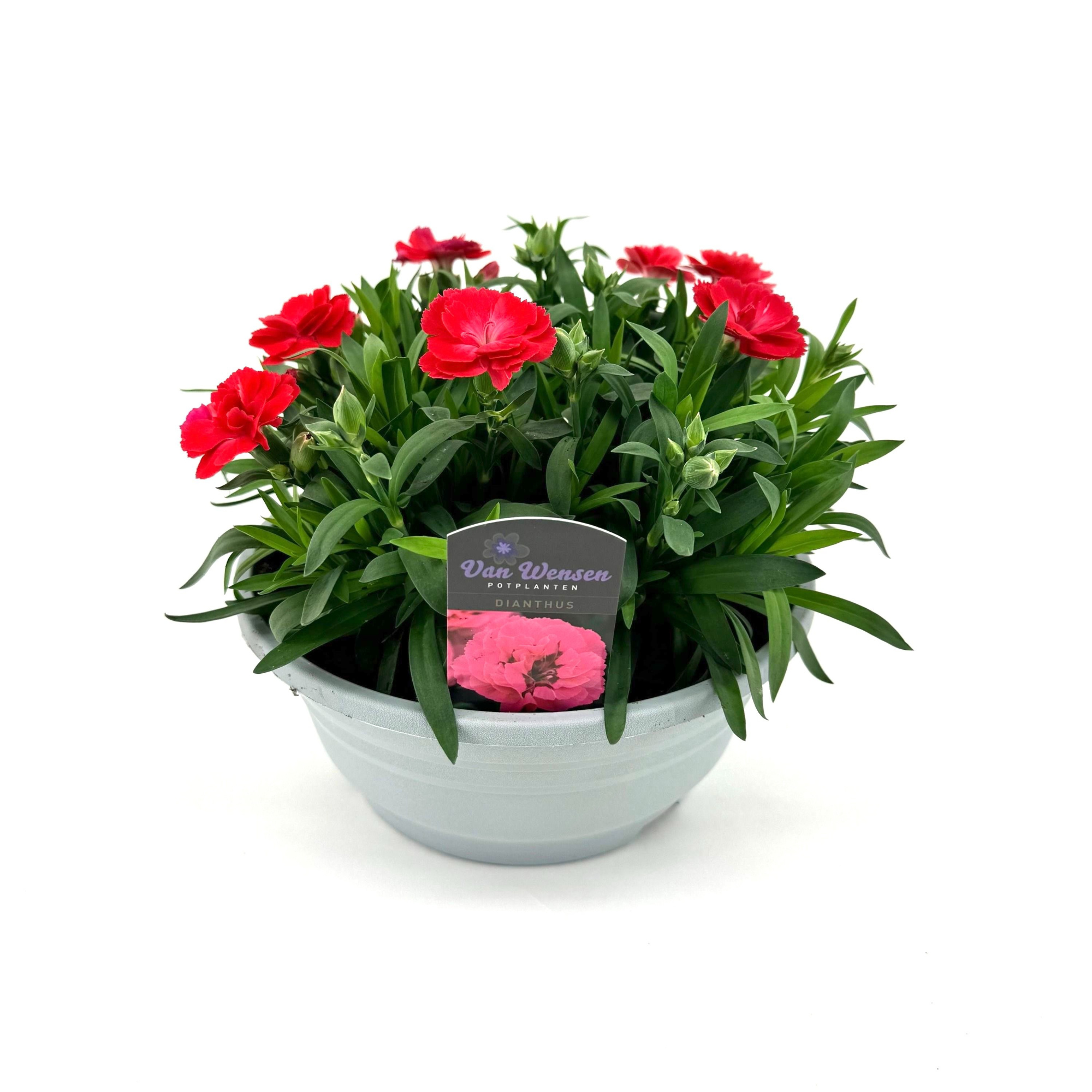 Dianthus 'Oscar' Salmon, D 21