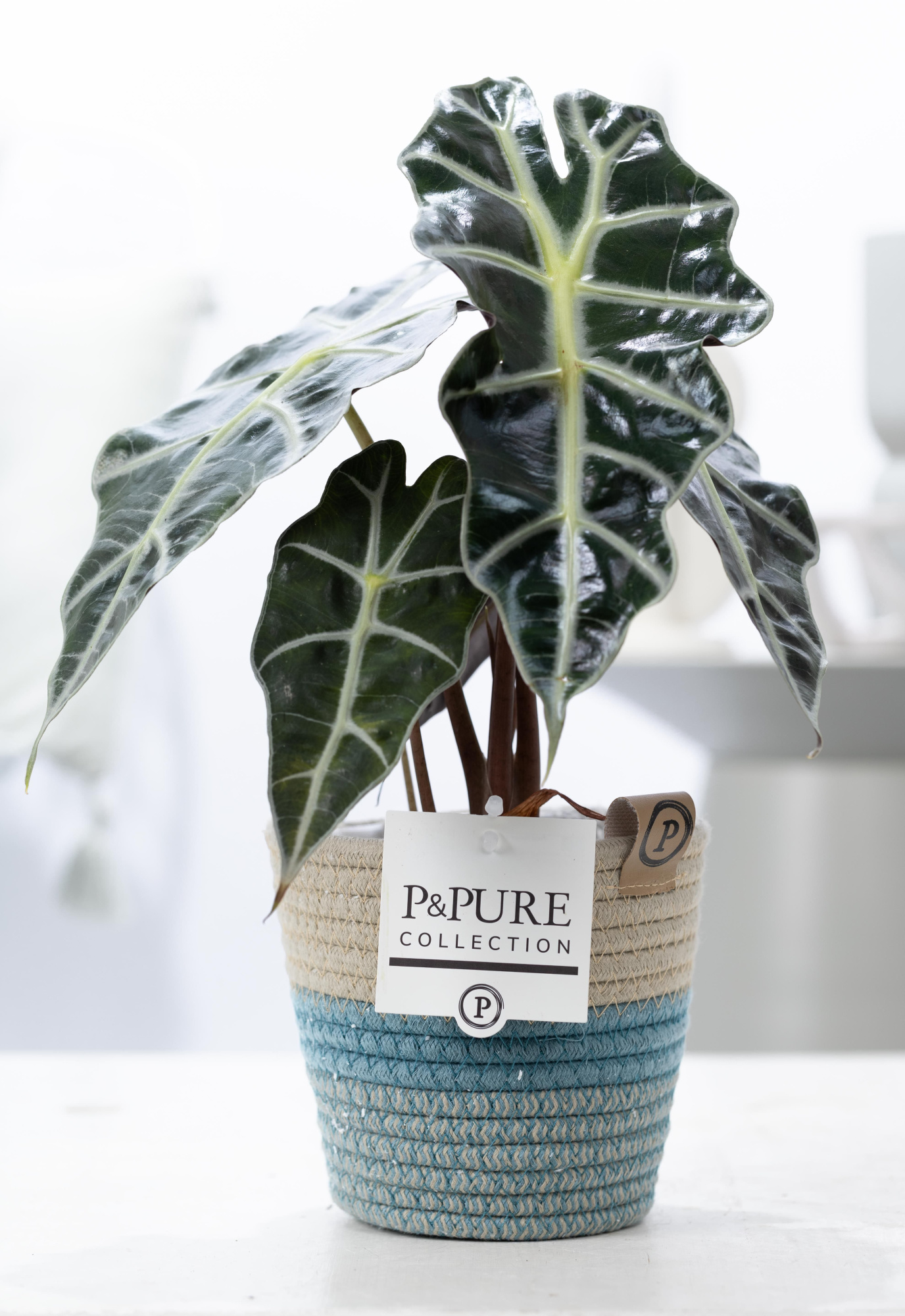Alocasia Polly in P&PURE Fashionpot Valerie, D 12