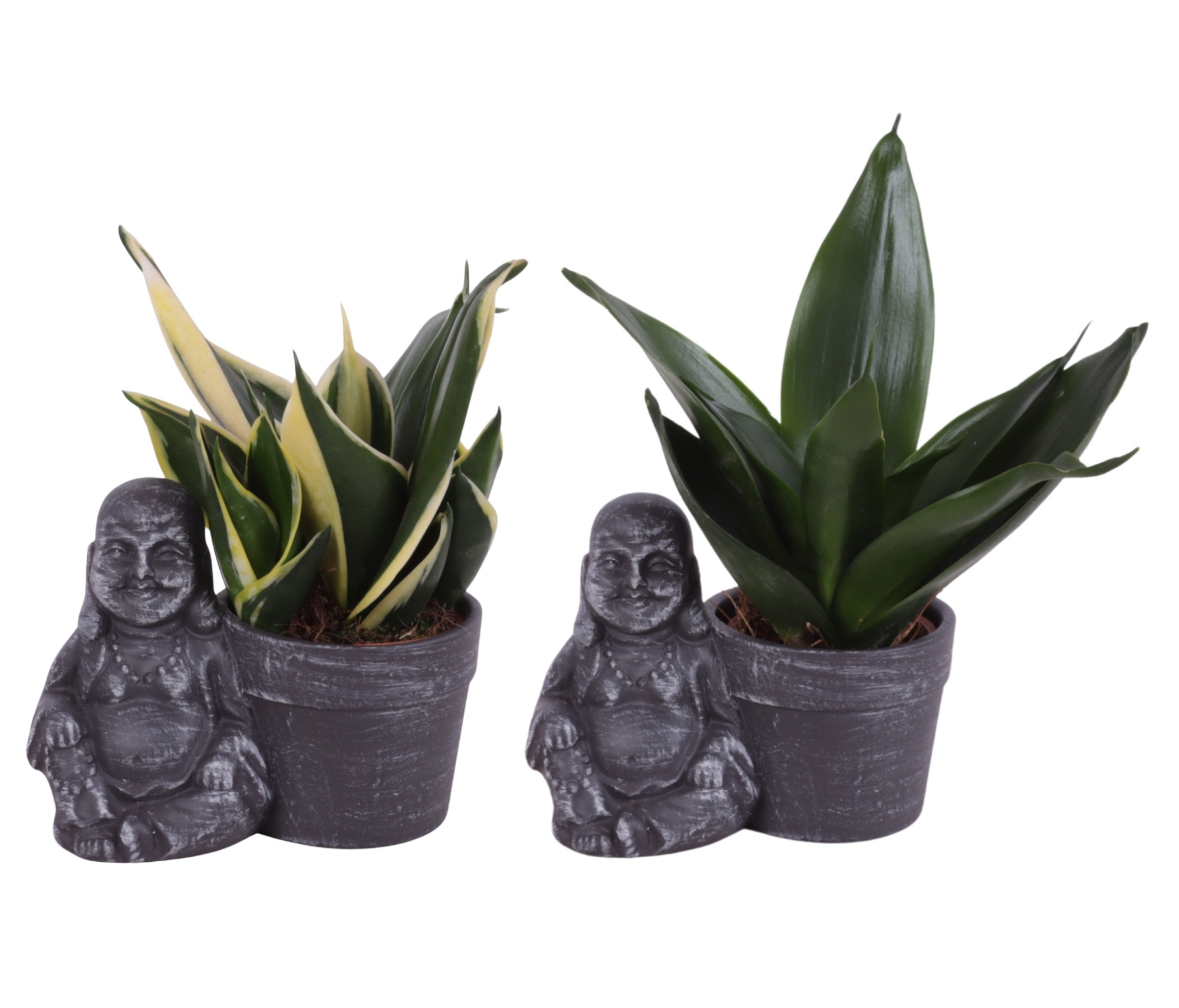 Sansevieria trif. Mix Pot Ø06cm in Ceramic Sitting Buddha Ø13cm, D 13