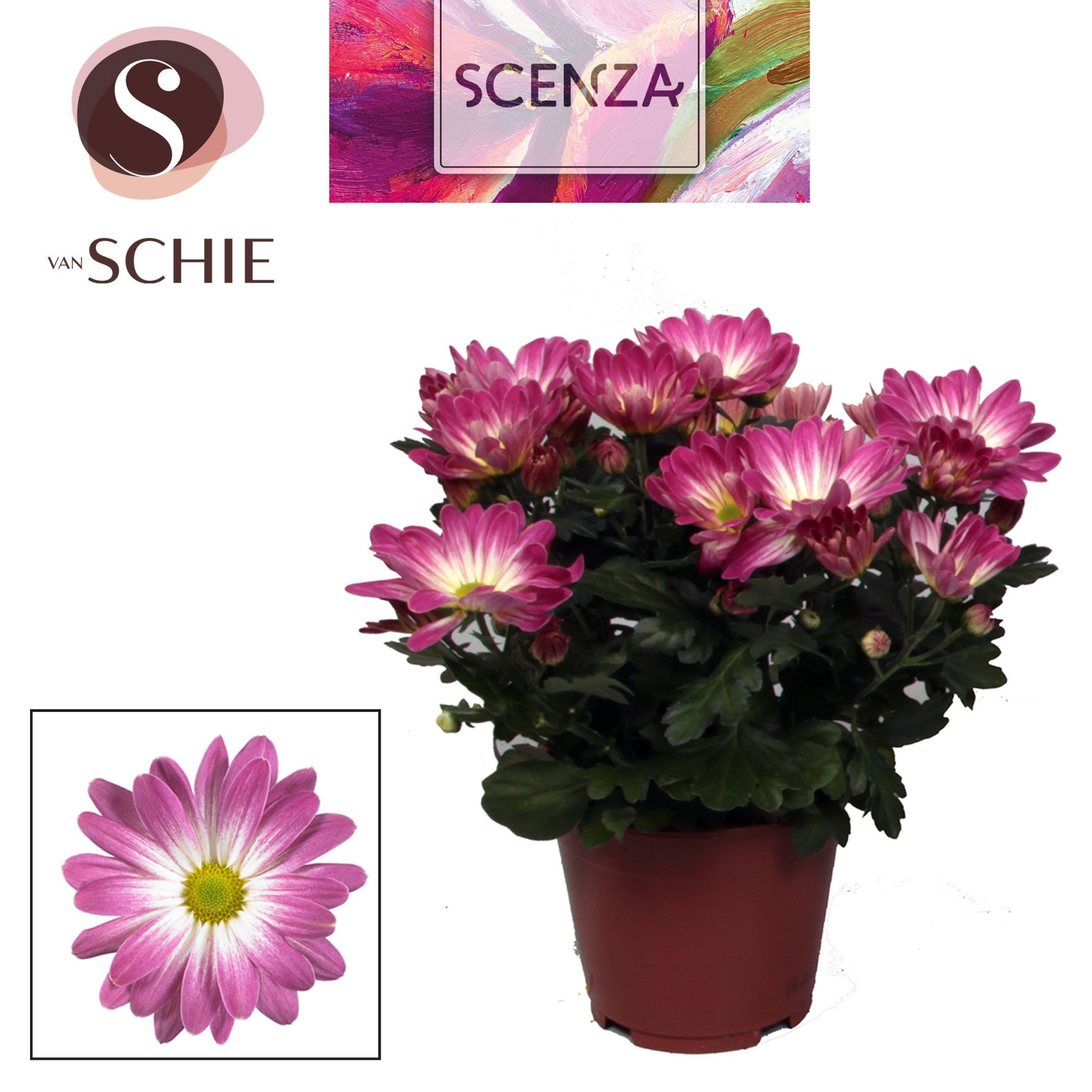 Chrysant Pink Secret, D 13