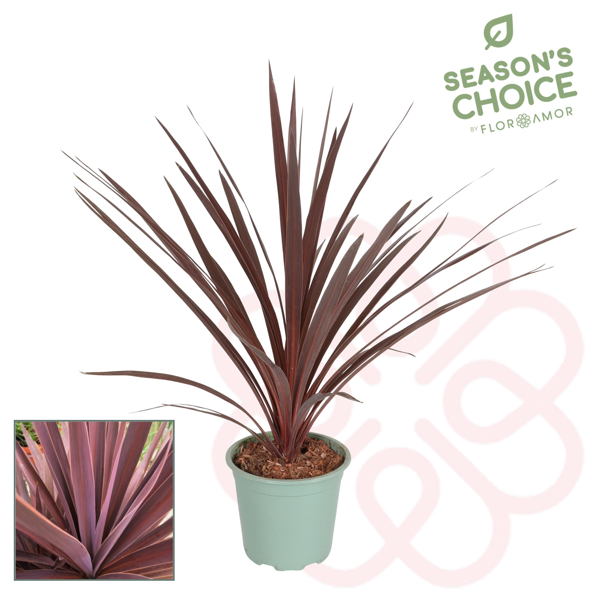 Cordyline 'Red Star' 65 - 75 cm, D 17