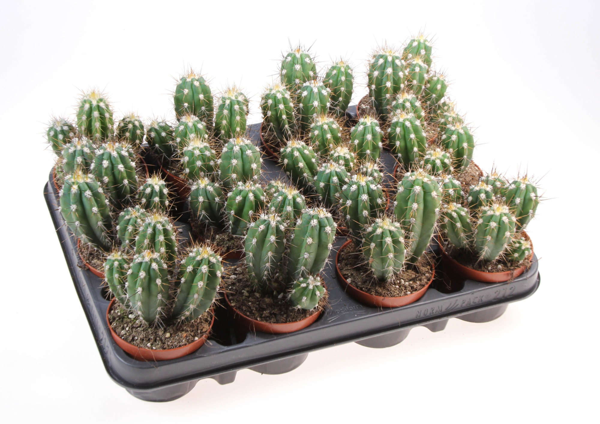 Setsonia coryne, D 8,5