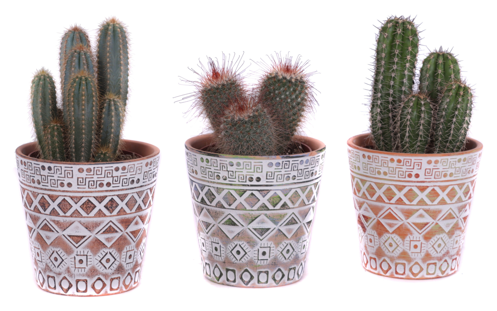 Cactus mix Ø12cm in Ø14cm Ceramic Pot Maya, D 14