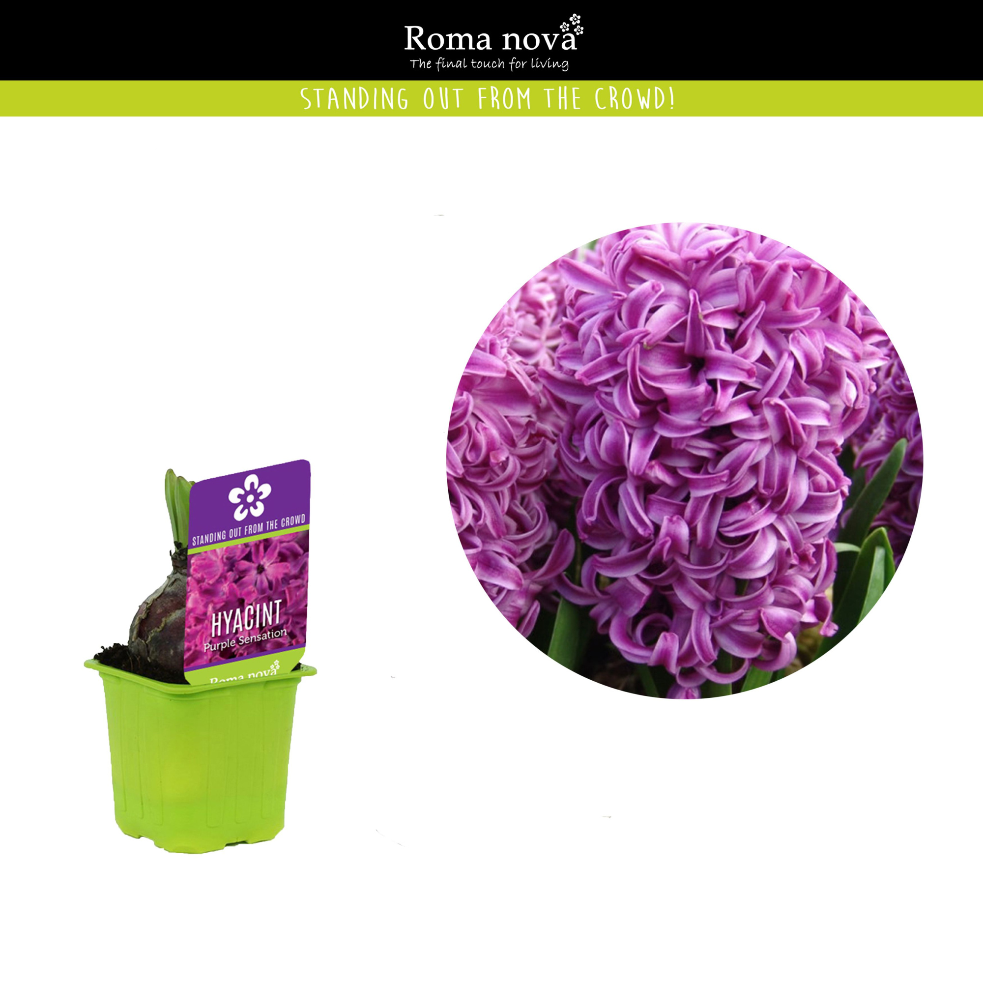 Hyacint Purple Sensation 7cm, D 7