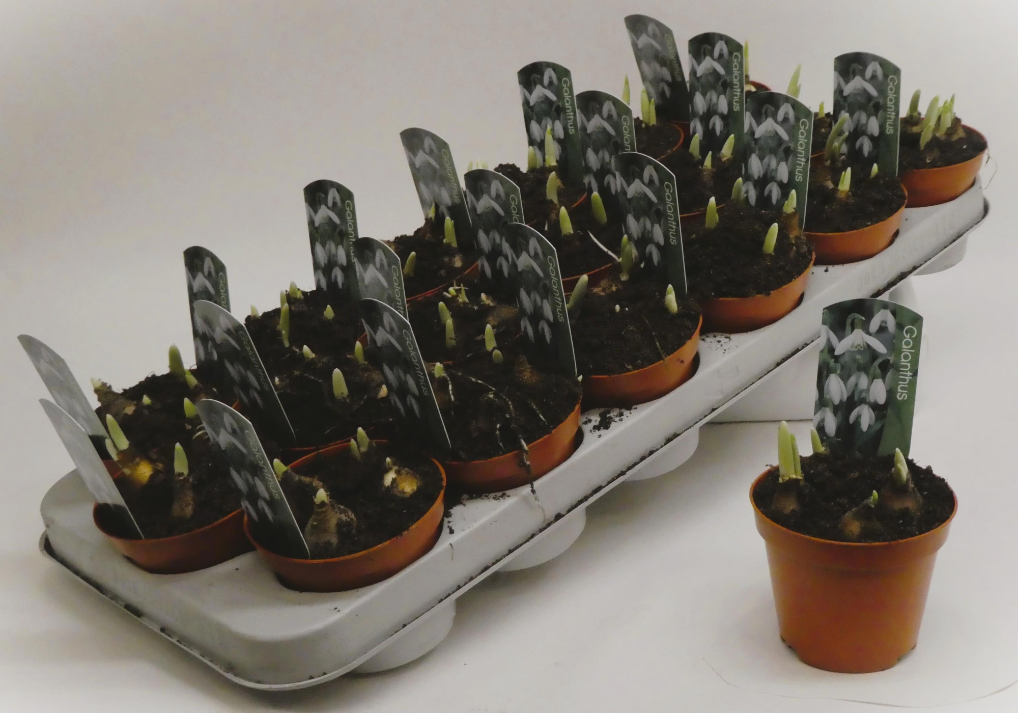 Galanthus nivalis enkel, D 9