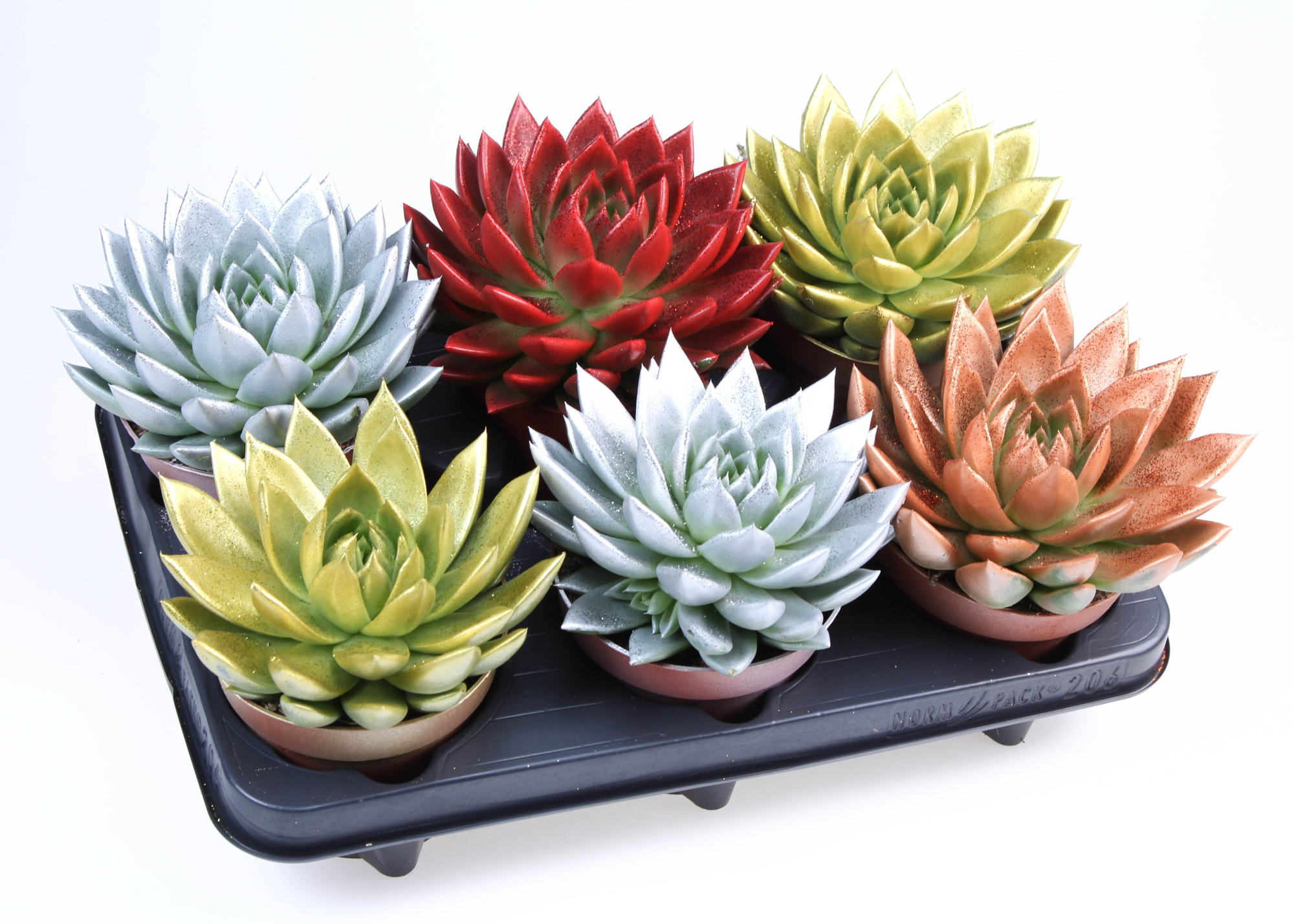 Miranda glitter mix + bio glitter, D 12