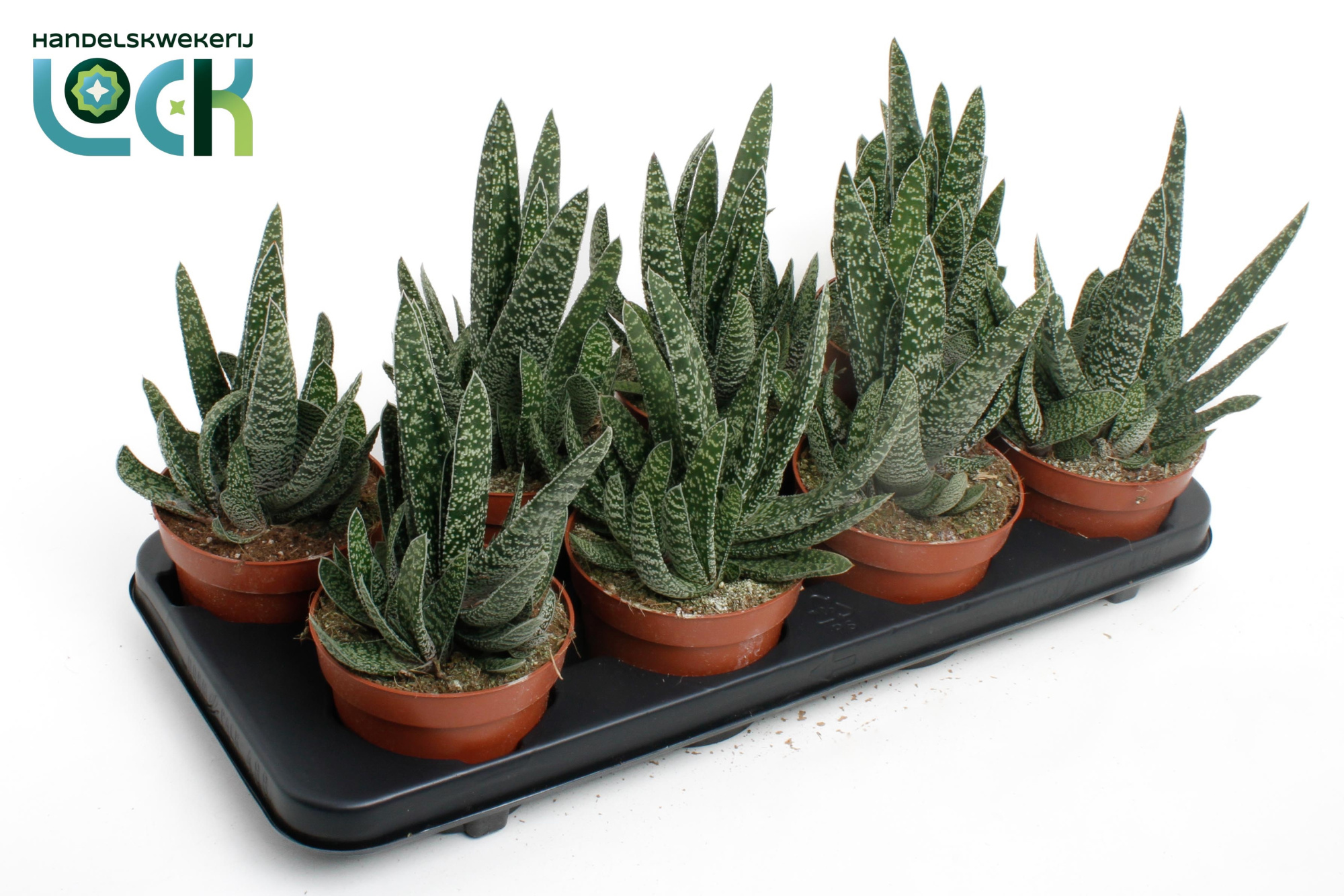 Gateria Big Ben, D 12