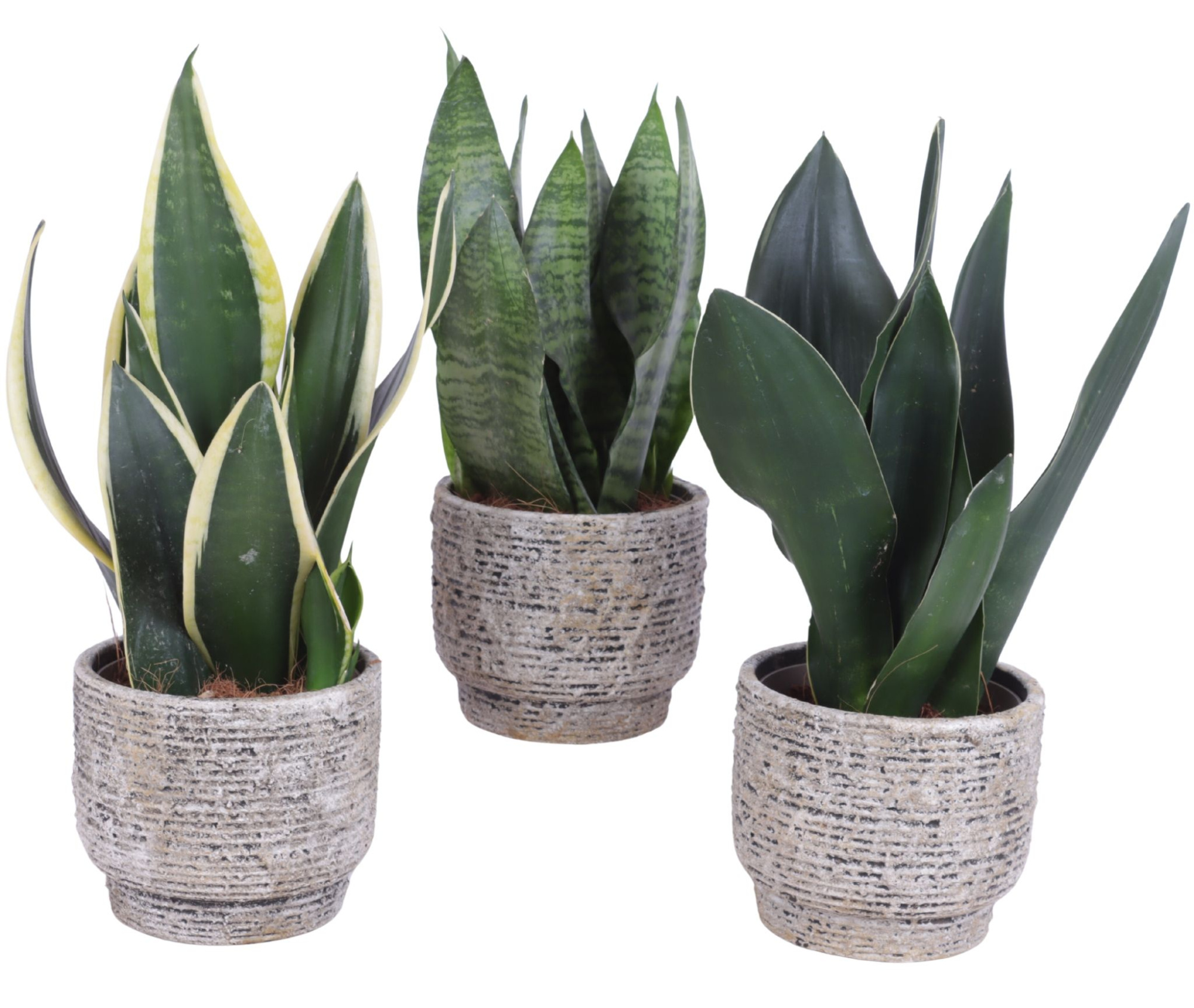 Sansevieria mix Ø12cm in Ø14cm Ceramic NT567, D 14