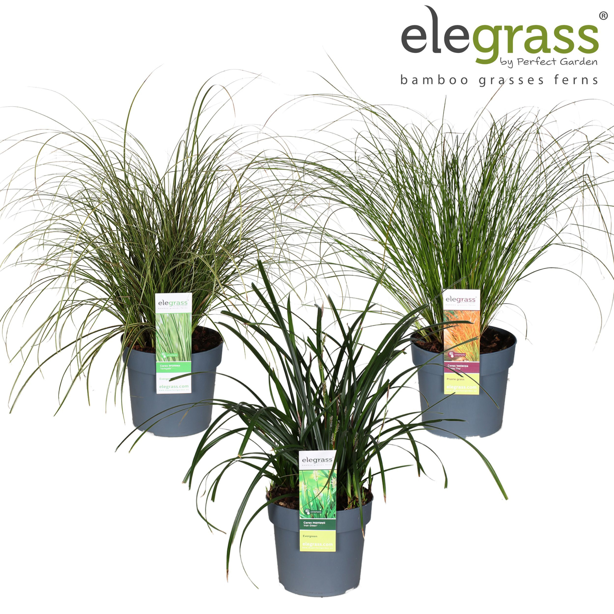 Carex mix laag P19 los, D 19
