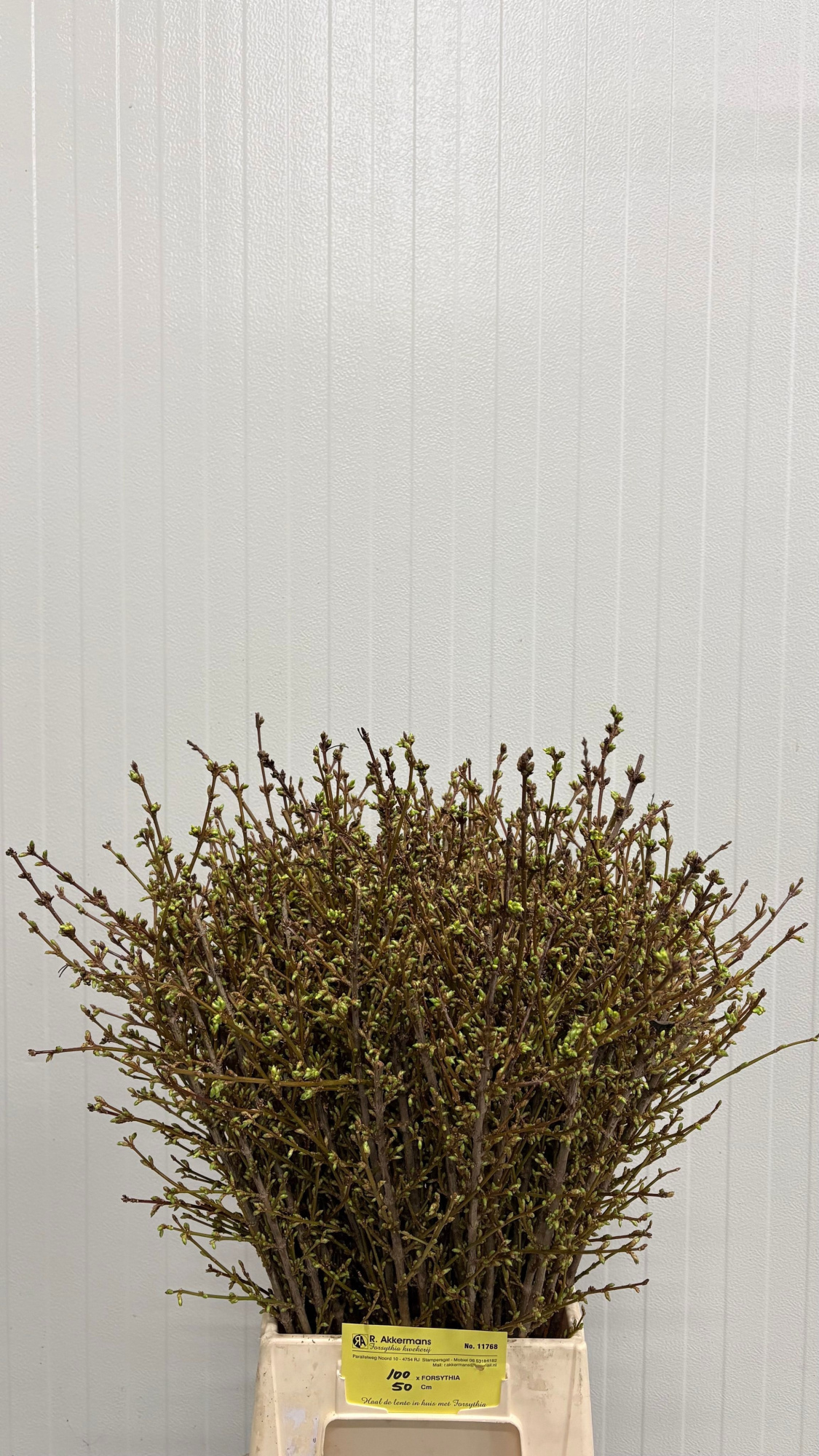 Форзиция Спектабилис 50 (желт.), шт.