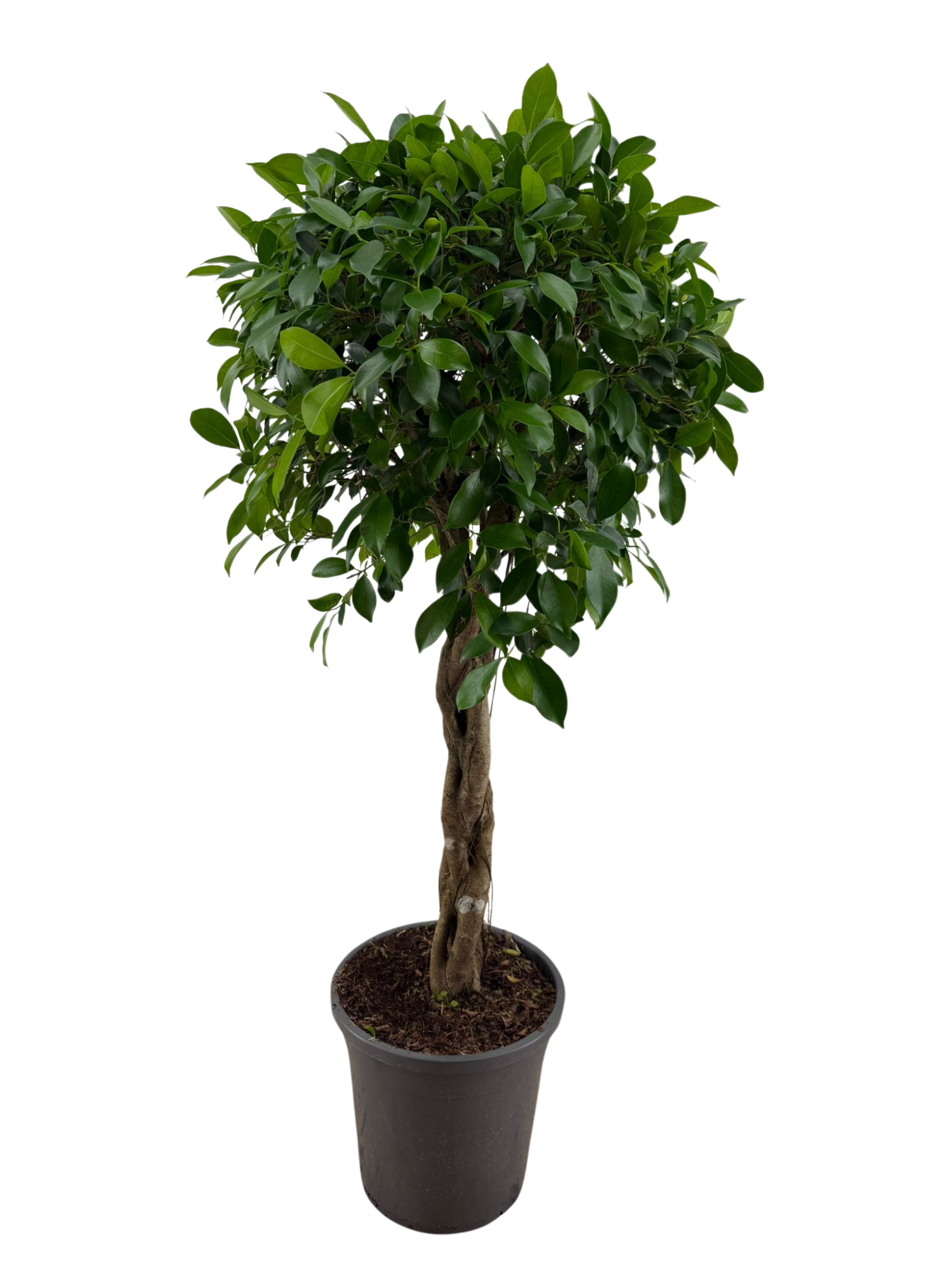 Ficus Nitida gevlochten stam p31, D 31