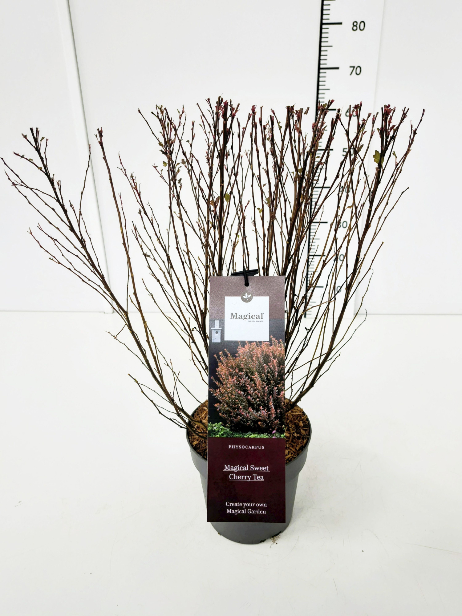 Physocarpus op. 'Magical Sweet Cherry Tea' 40-50C3, D 19