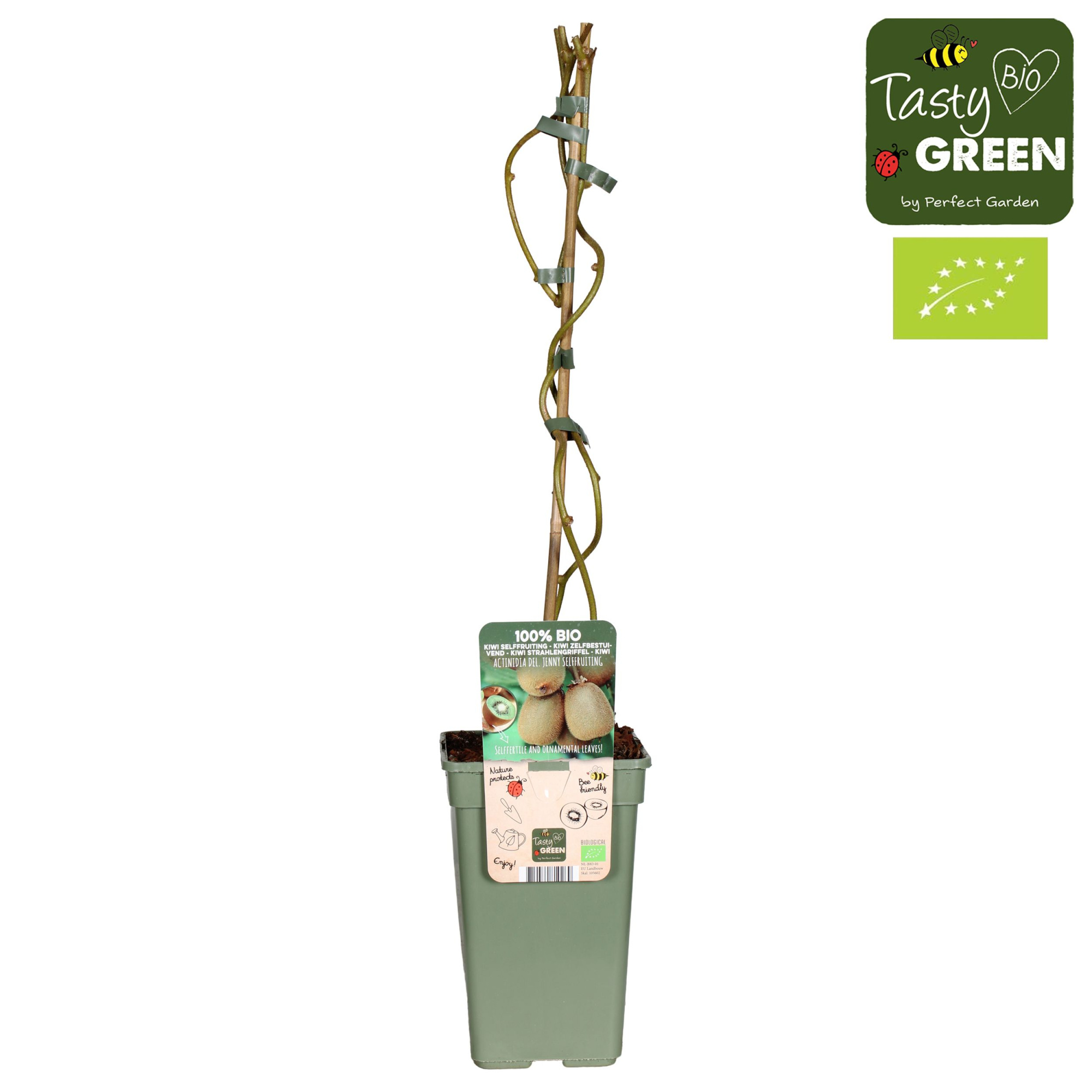 Actinidia Geneva+Weikii Huwelijk Bio P19, D 19