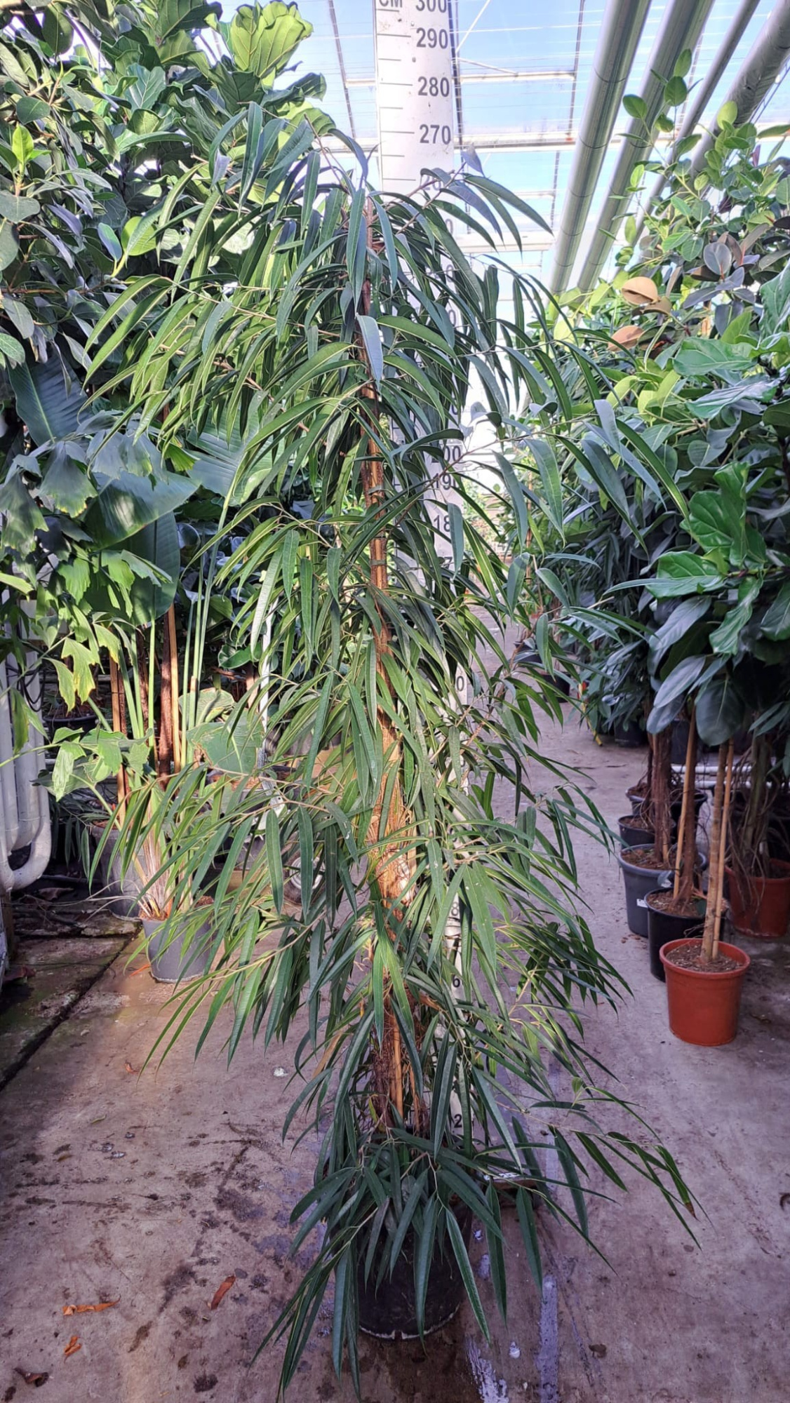 Ficus Alii piramide 250, D 40