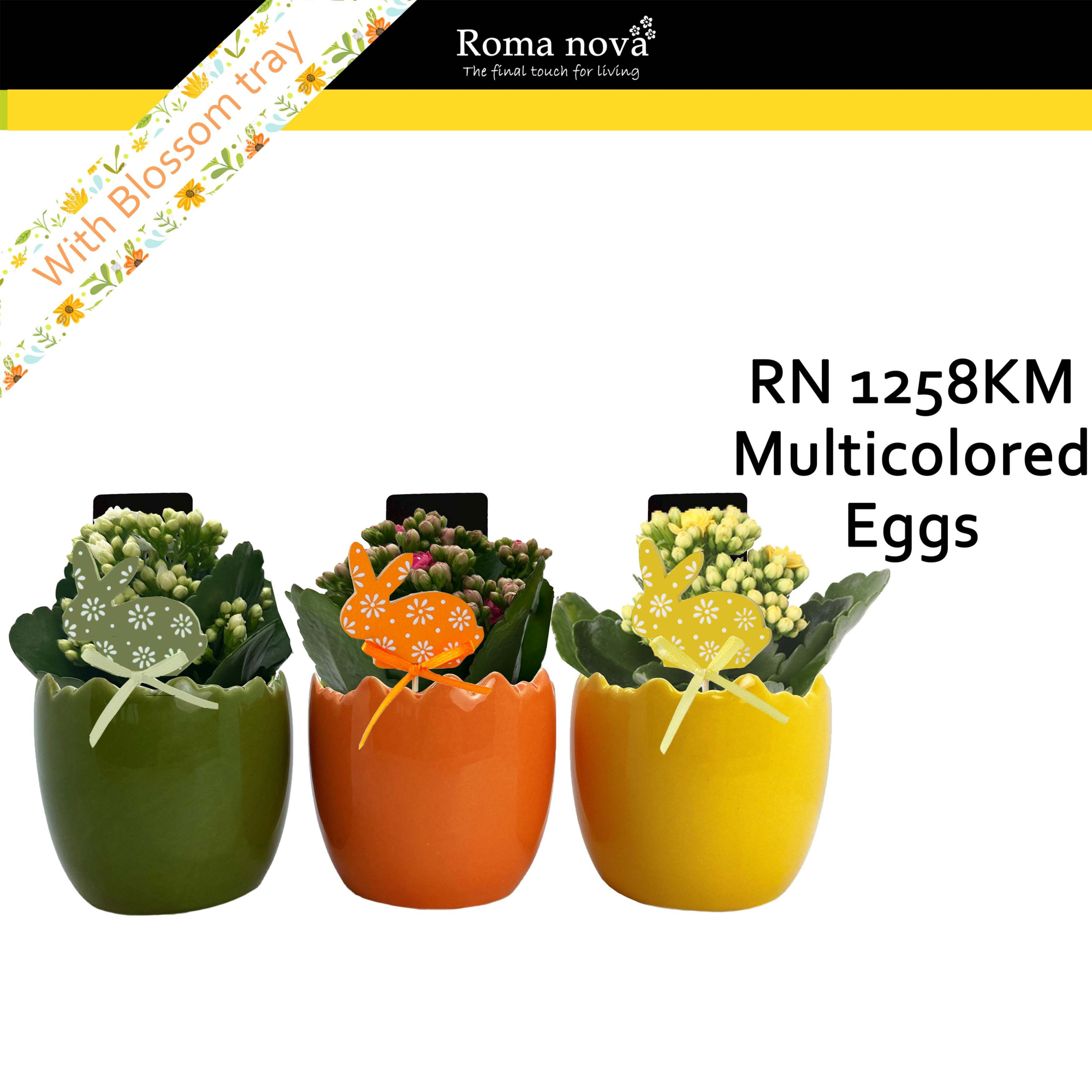 1258KM - Multicolored Eggs (Kalanchoe mix), D 10
