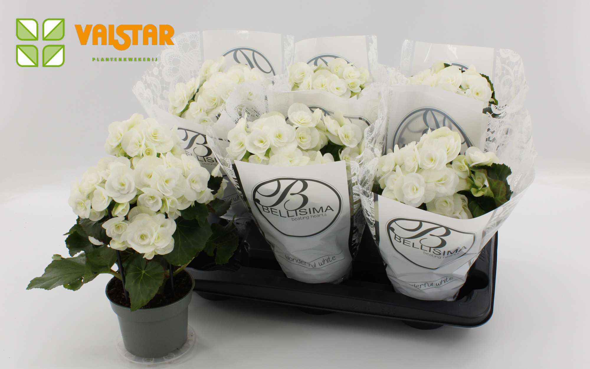 Begonia 13cm Bellisima hoes Ton sur Ton Clara White, D 13