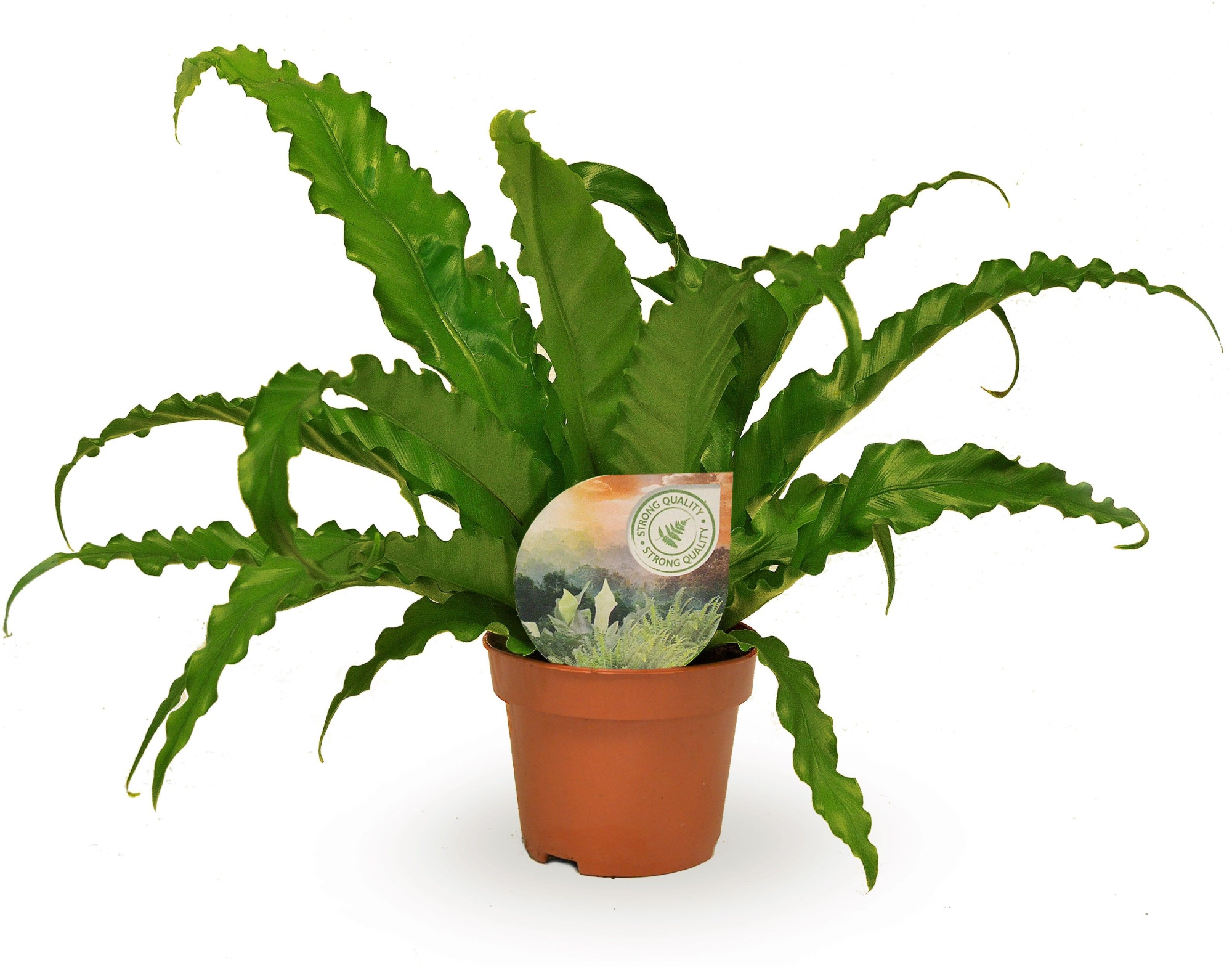 Asplenium Osaka, D 12