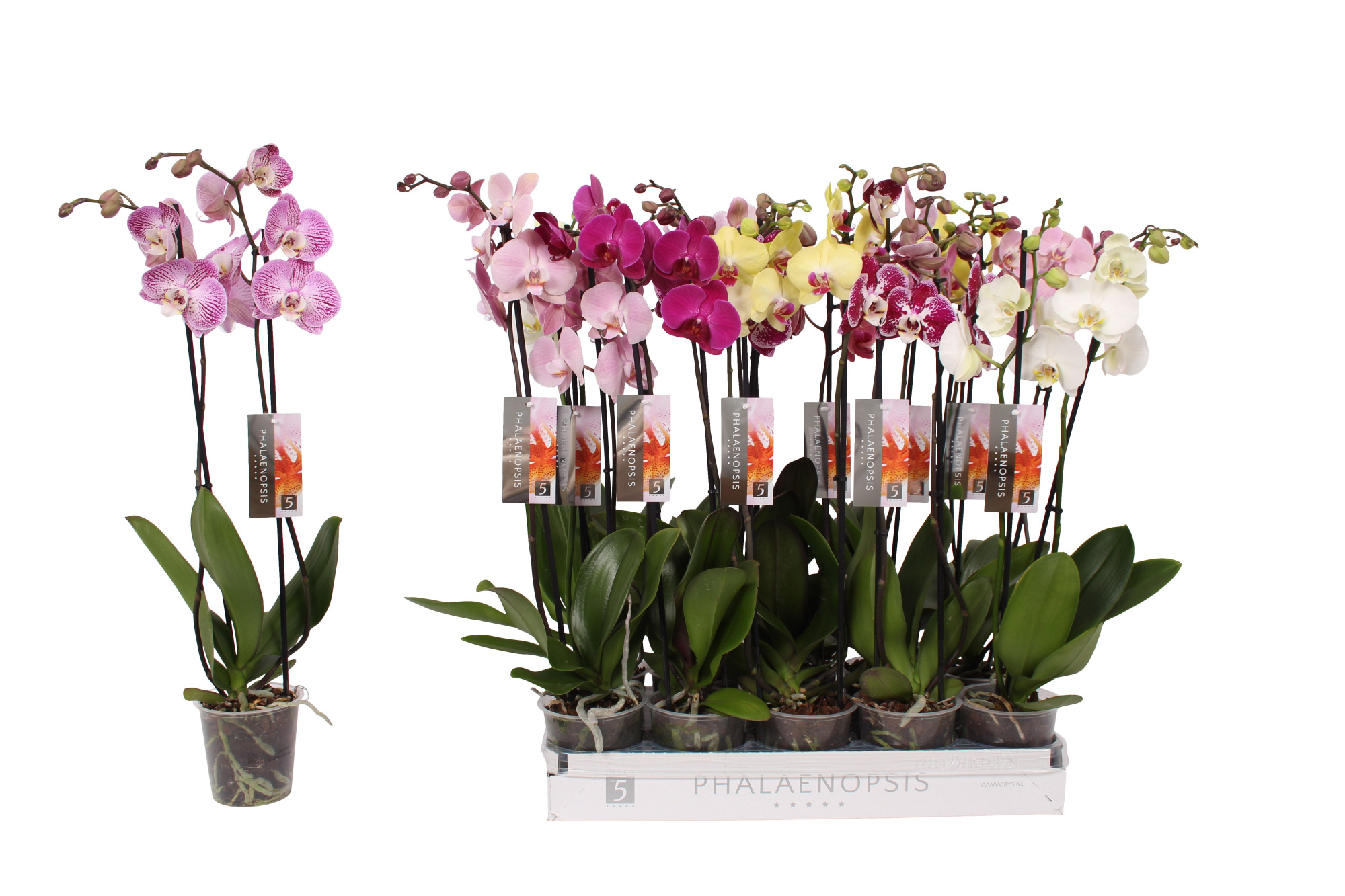 Phalaenopsis 6 color mix, 2-spike 14+, D 12