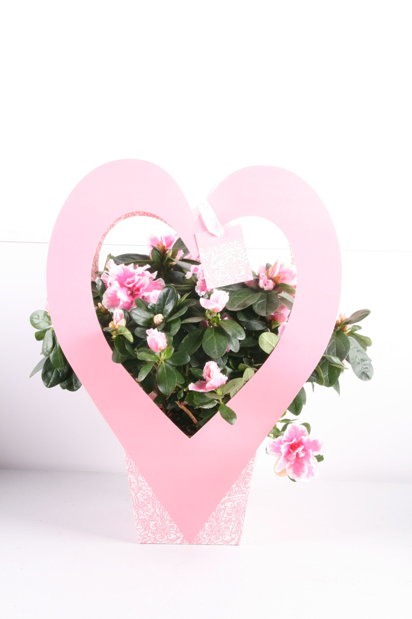 162 : Azalea p12 mix in draagtas hart rood/roze Valentijn-Moederdag, D 12