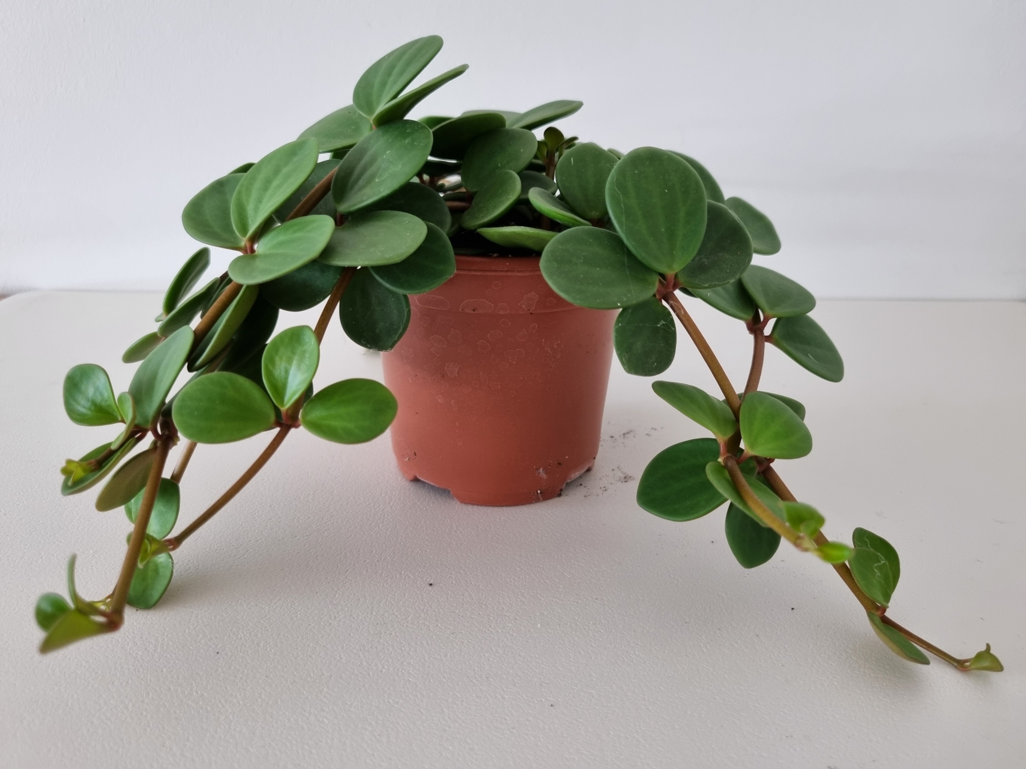 PEPEROMIA PECUNIFOLIA, D 11