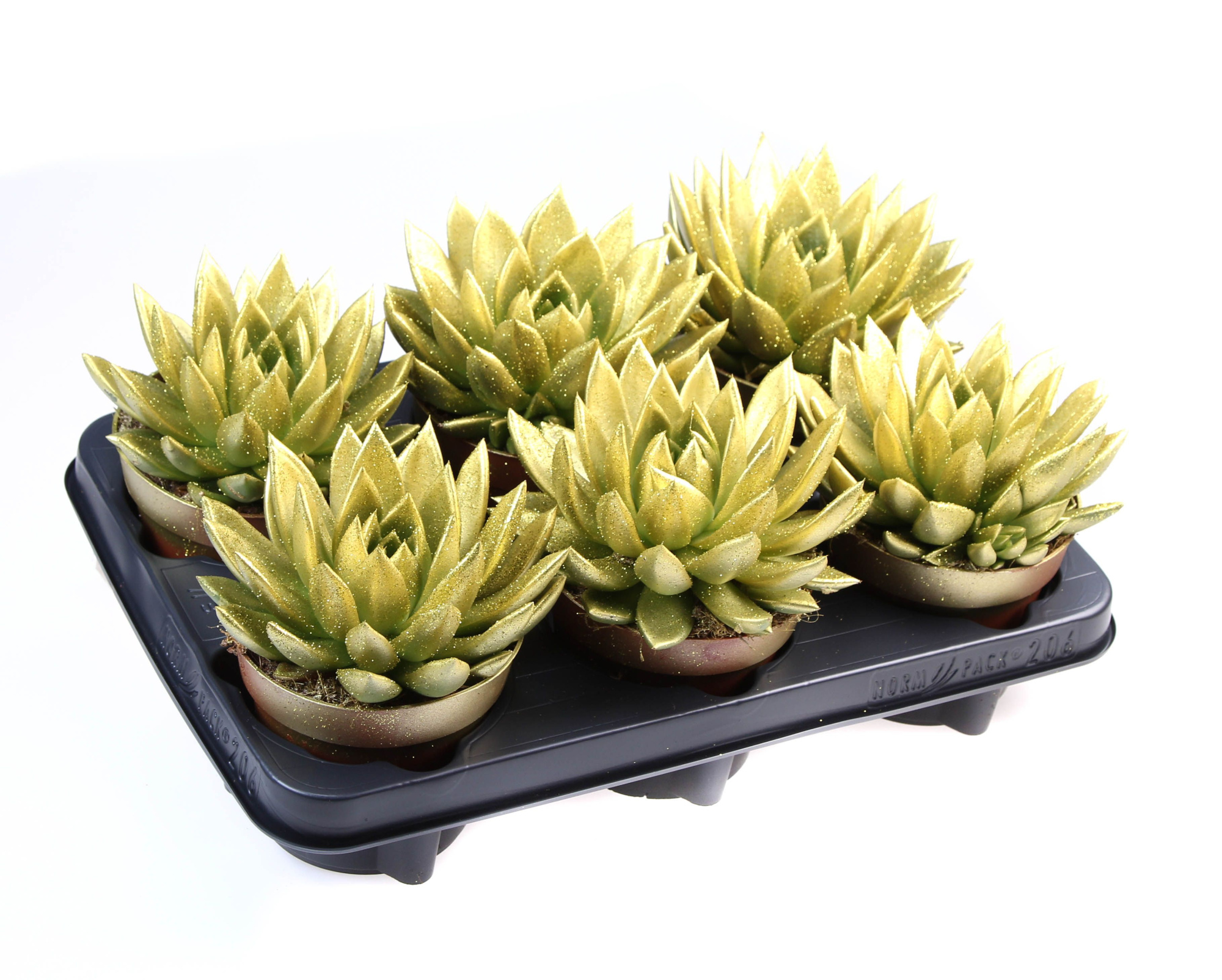 Miranda goud + bio glitter, D 12