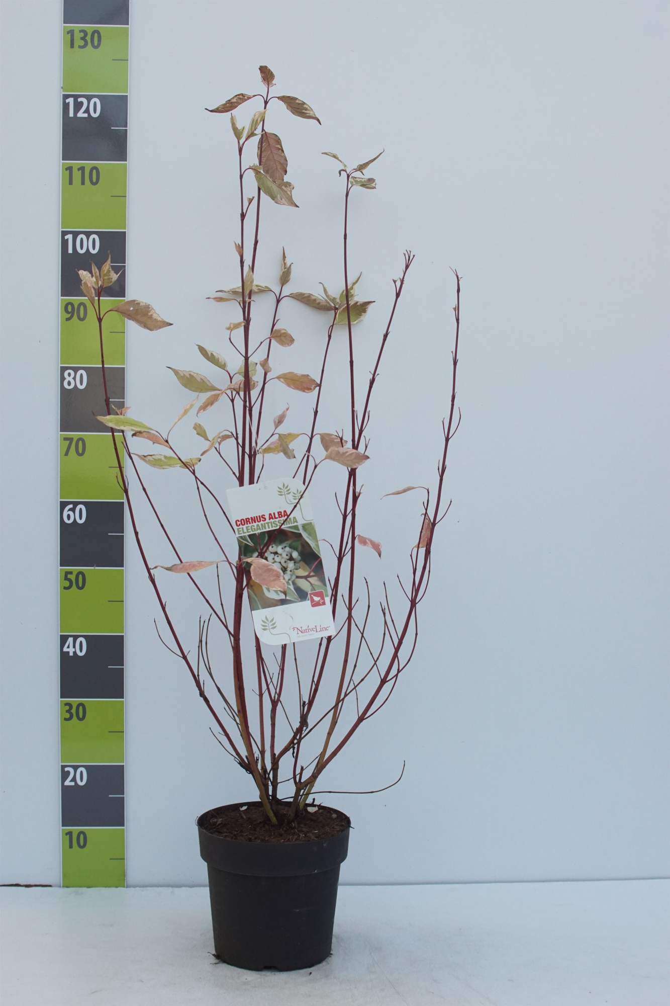 Cornus alba 'Elegantissima' C 4,6, D 23