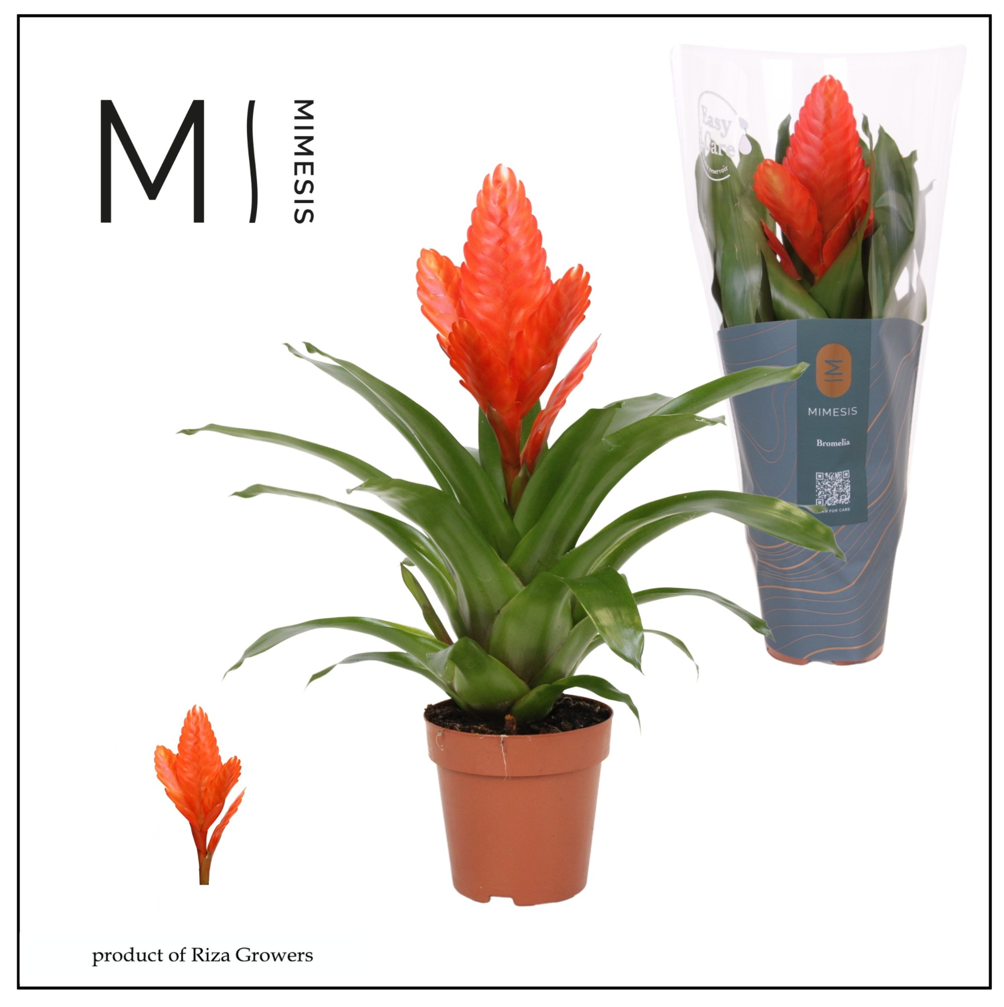 Vriesea Intenso Orange - 12cm | Mimesis, D 12