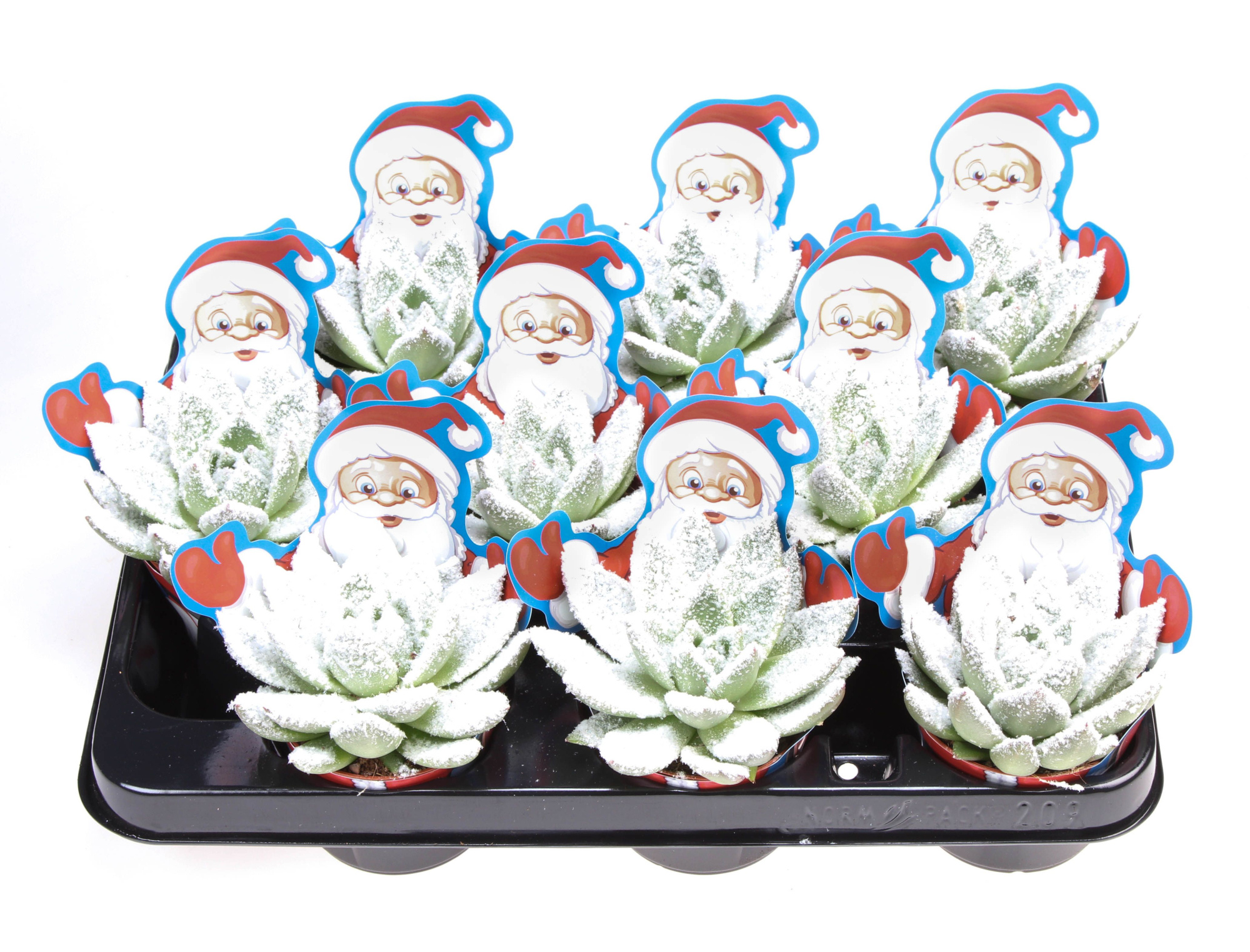 Potcover Santaclaus miranda + bio snow, D 8,5