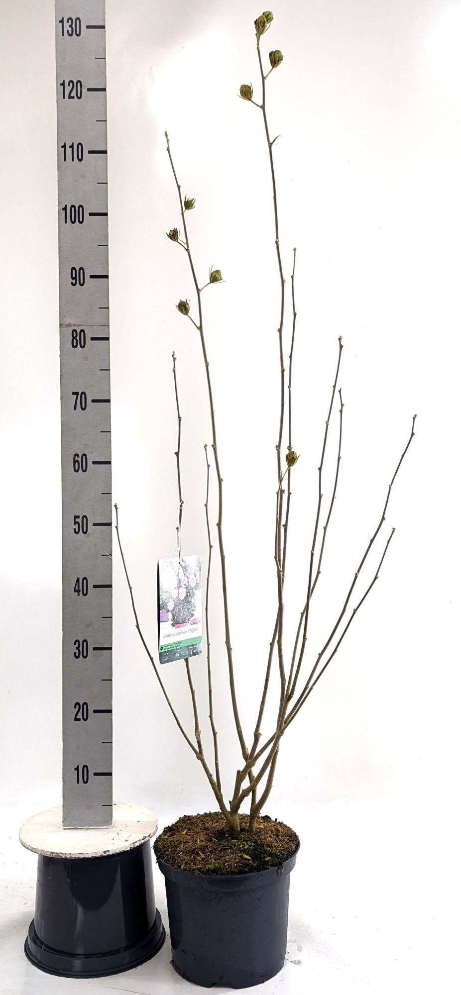 Hibiscus syr. 'Lavender Chiffon' -R-, D 23