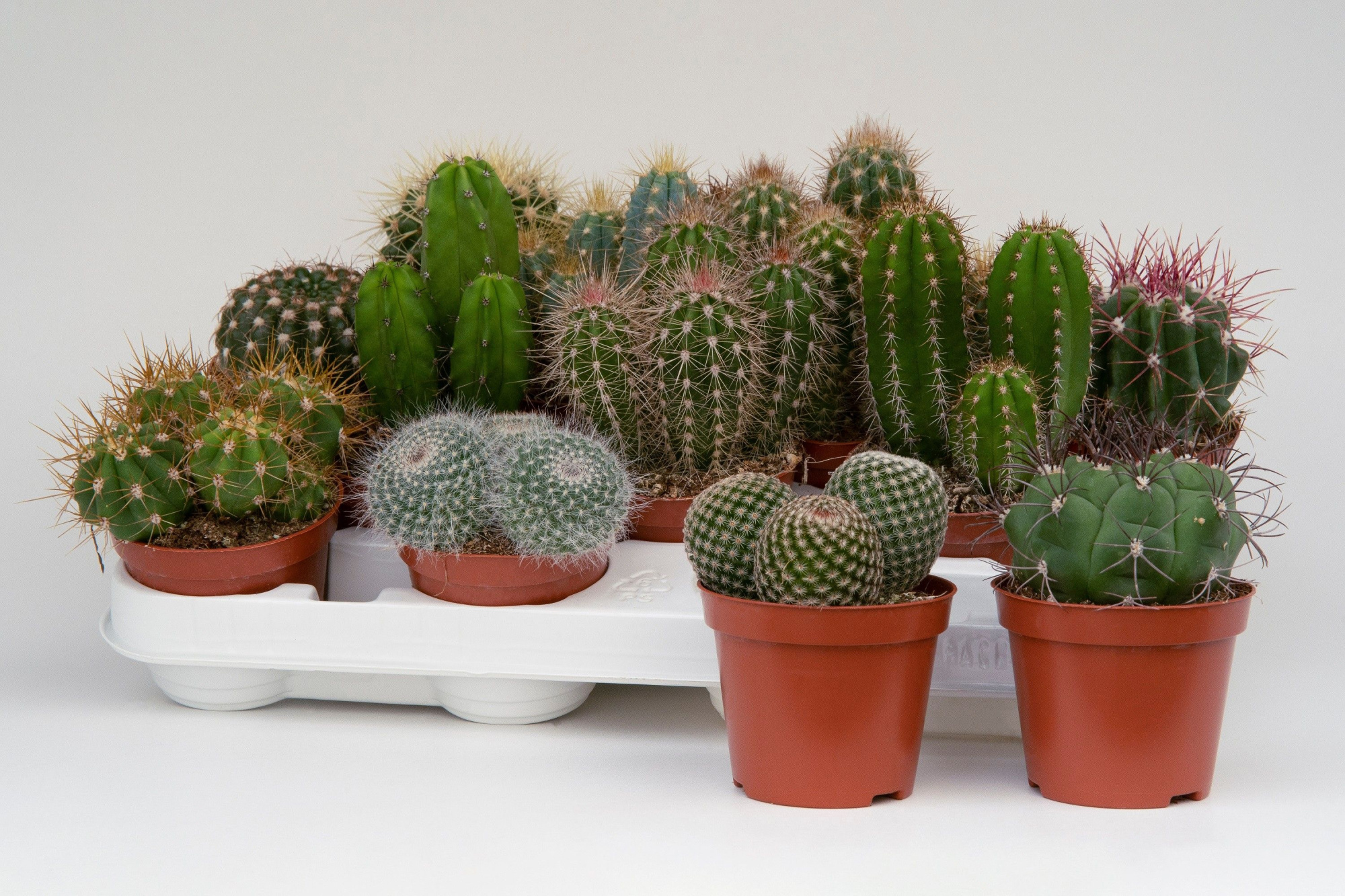 Cactus mix 8,5cm- 18 units tray, D 8,5