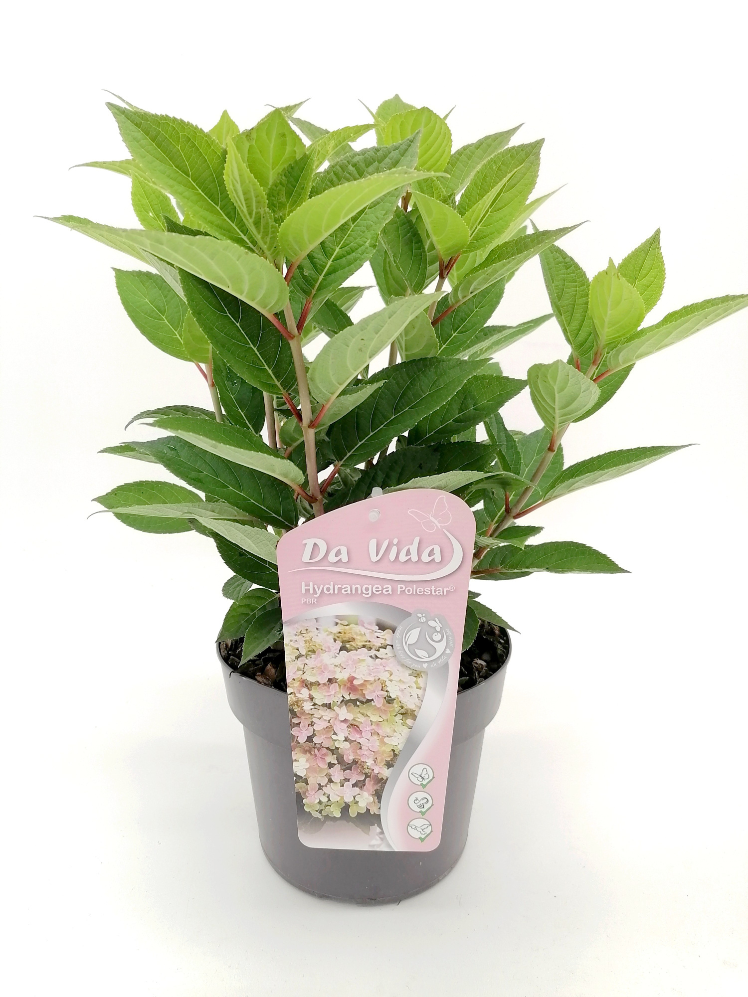 Hydrangea Polestar, D 19