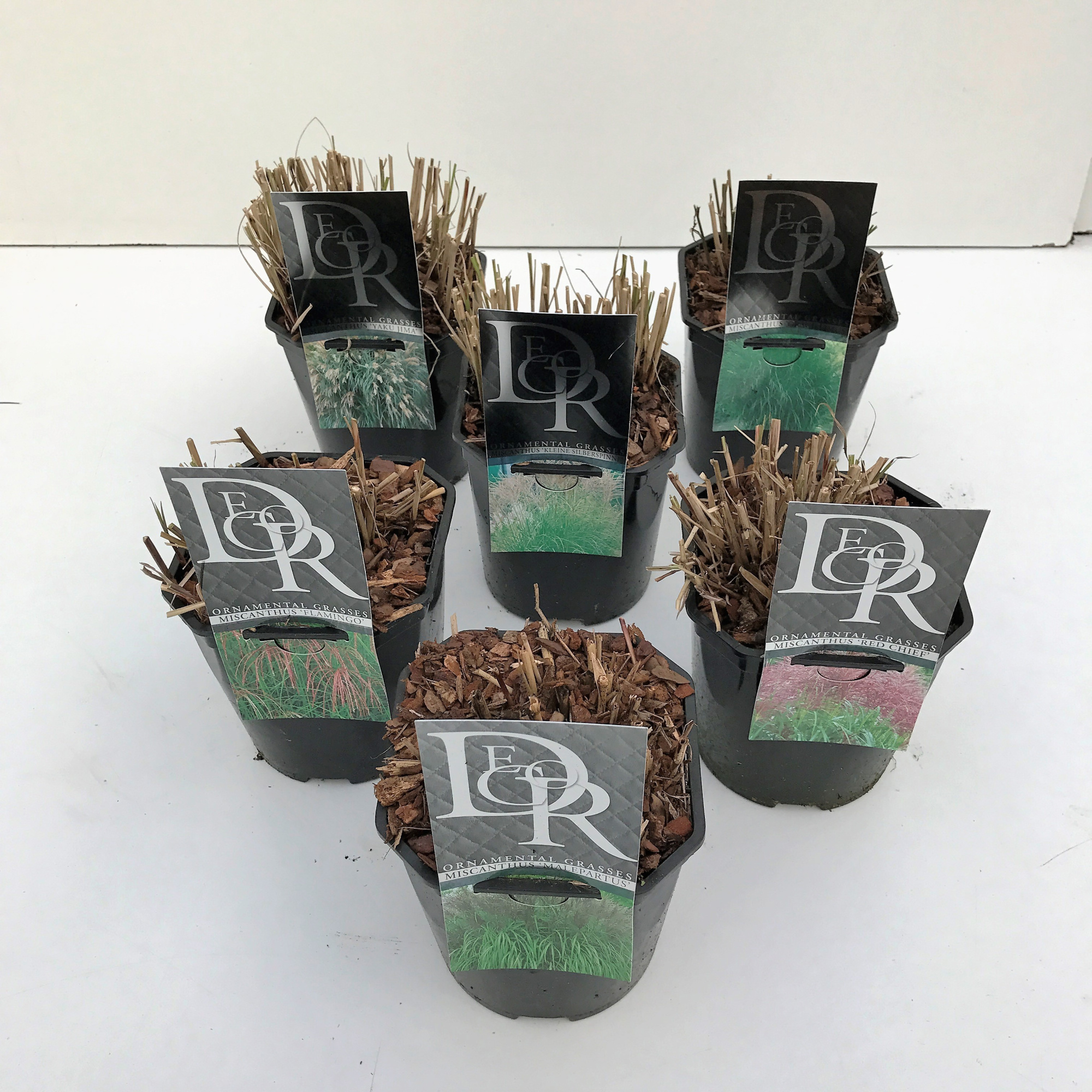 Siergras mix excl., D 17