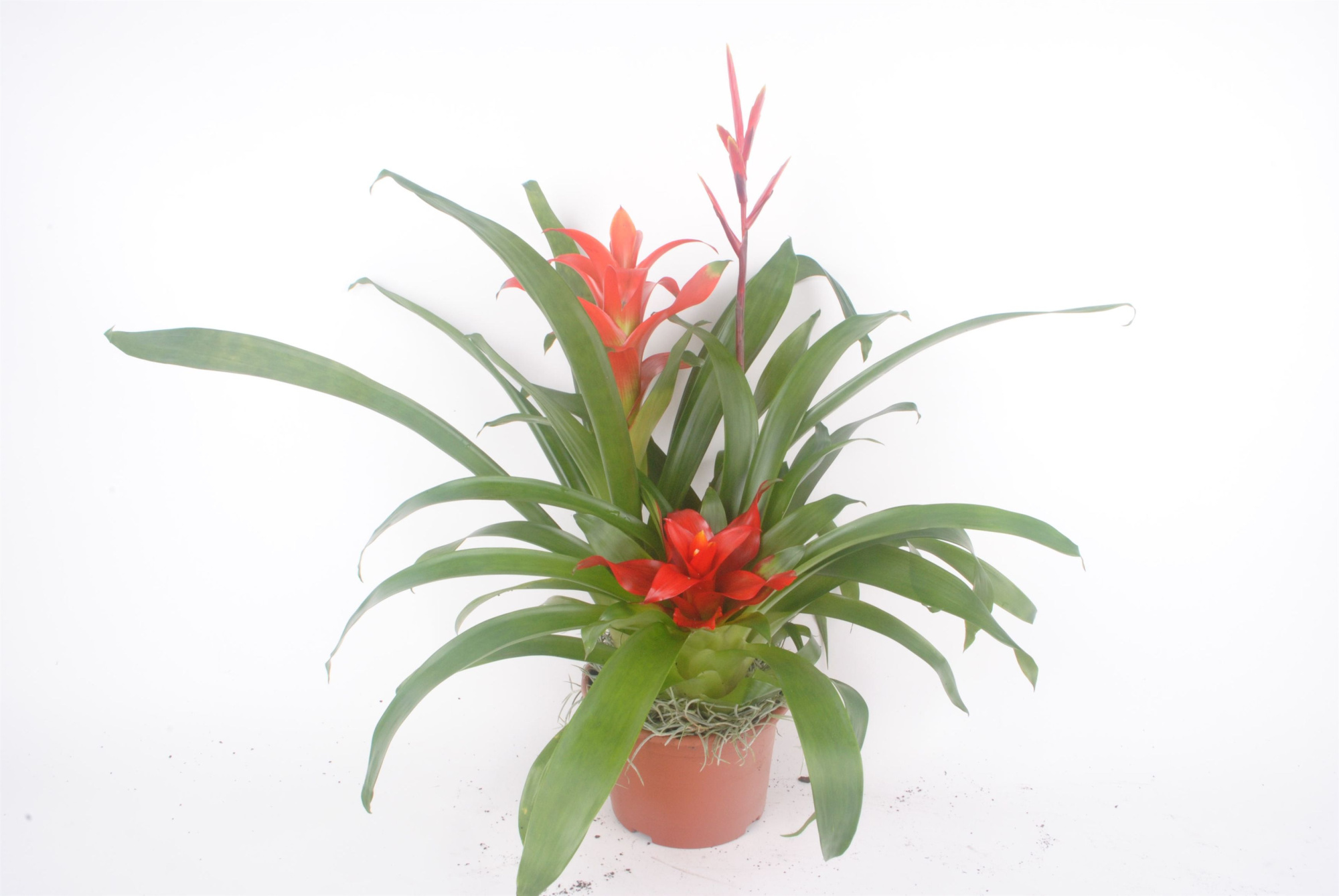 Bromelia schaal terracotta, D 14