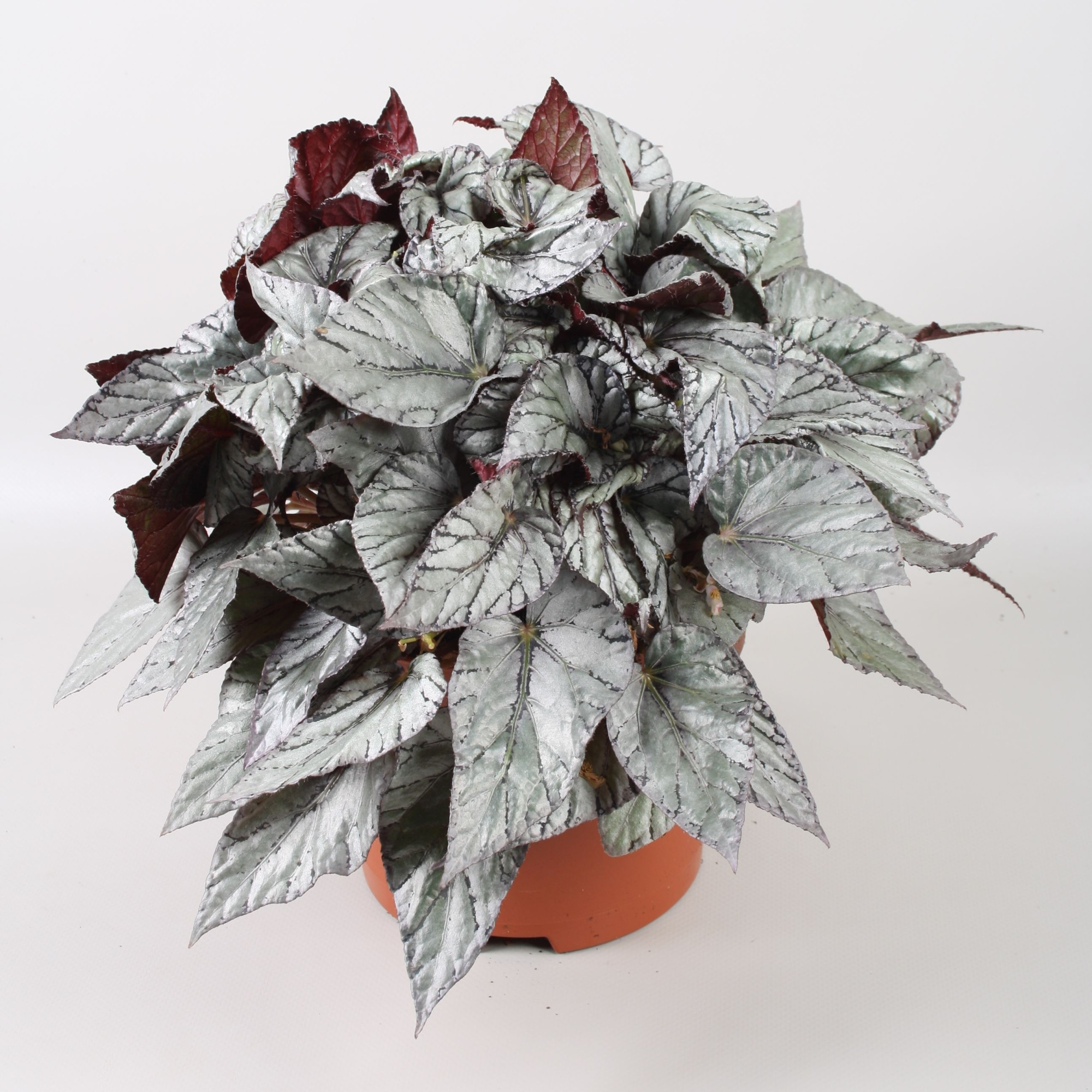 Begonia Beleaf Arctic Breeze, D 17