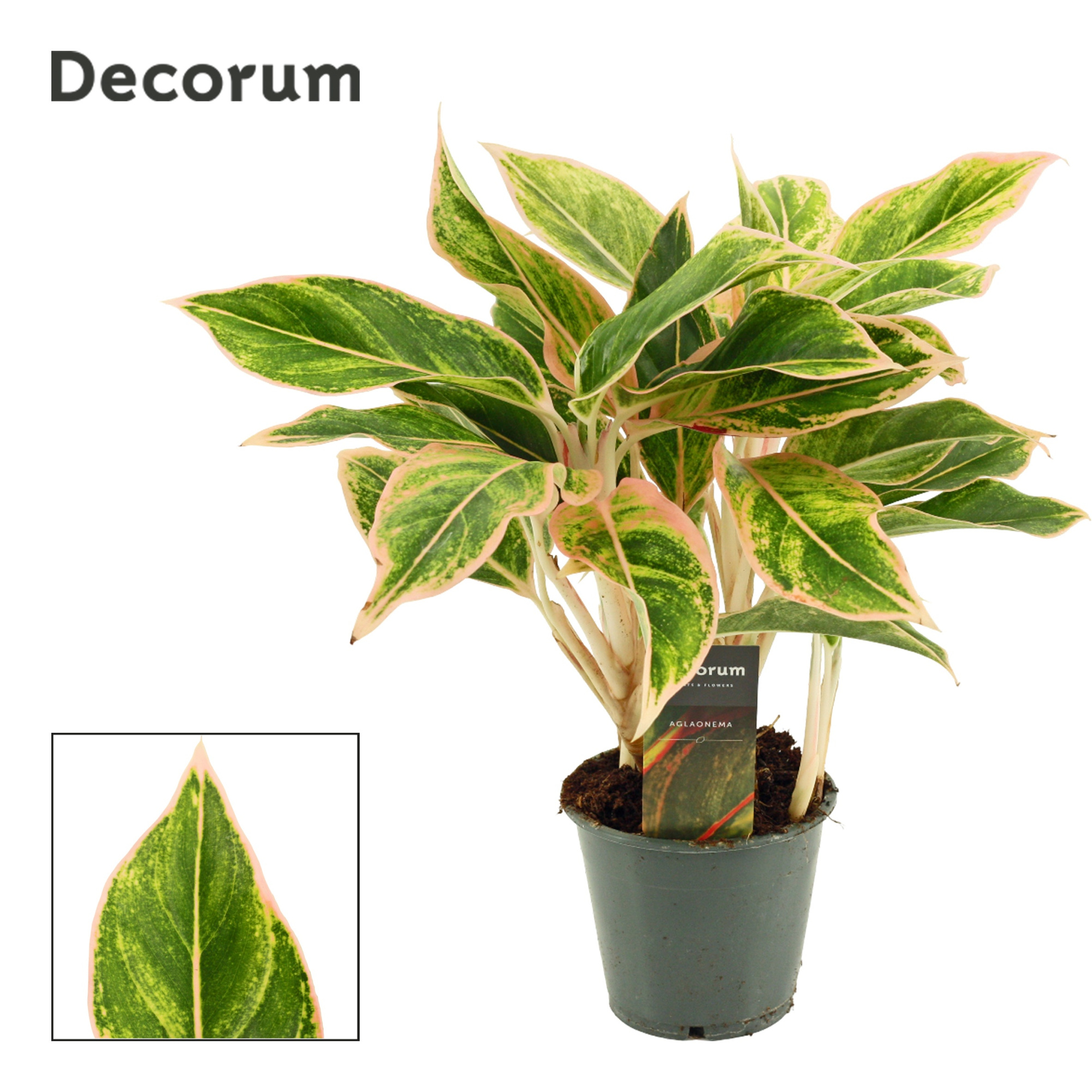 Aglaonema Lipstick Pink 12 cm (Decorum), D 12